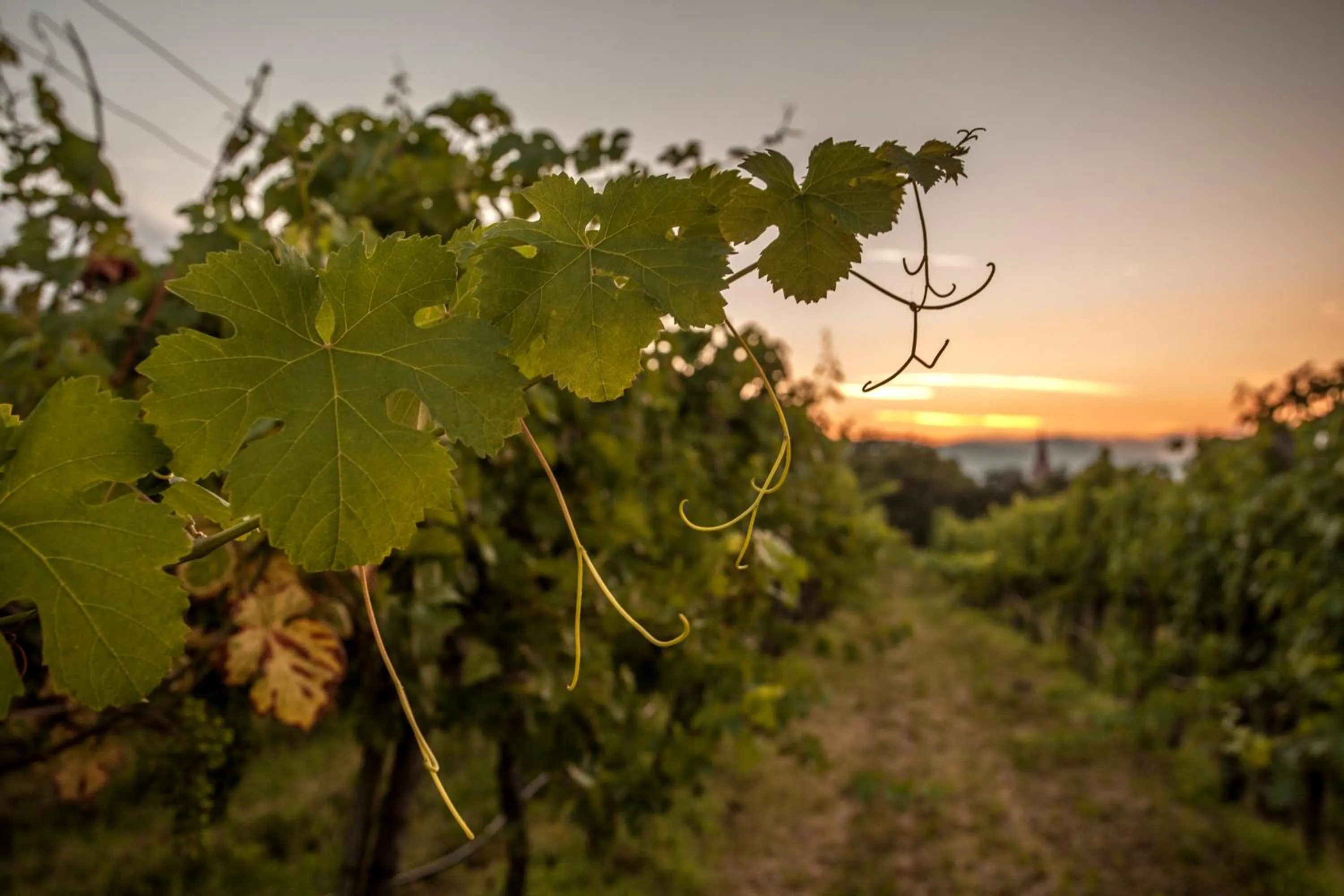 Natural landscape in Das WeinQuadrat - boutique stay