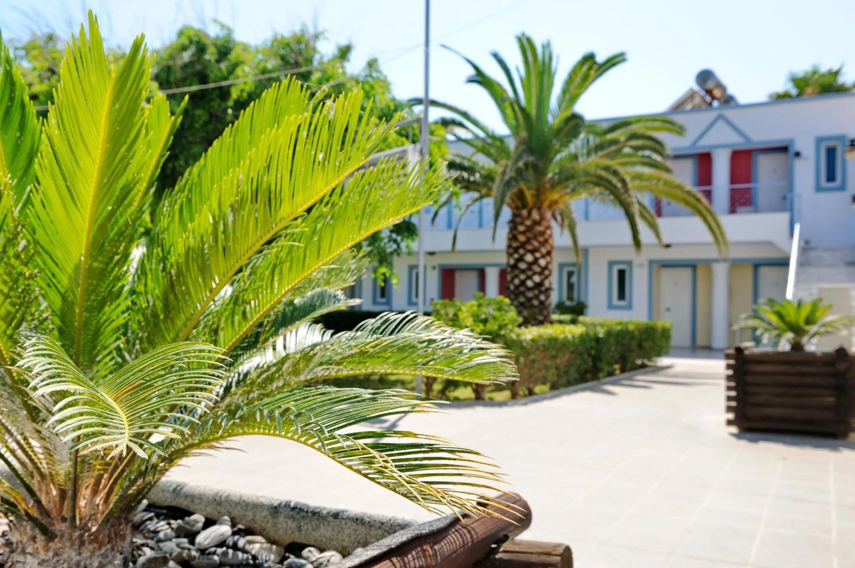 Garden in Akti Dimis Hotel