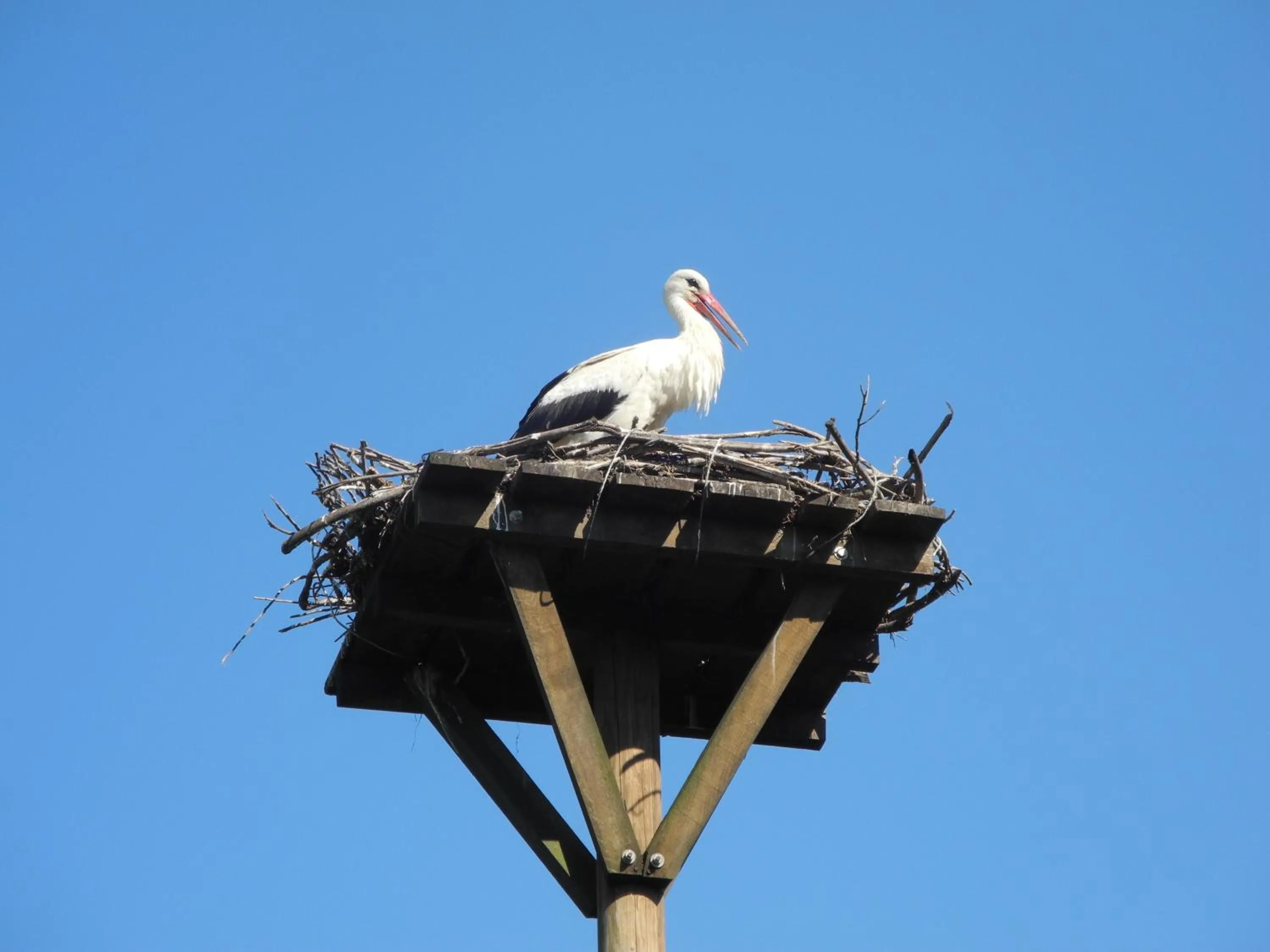 Animals in Tradicije Cigoc