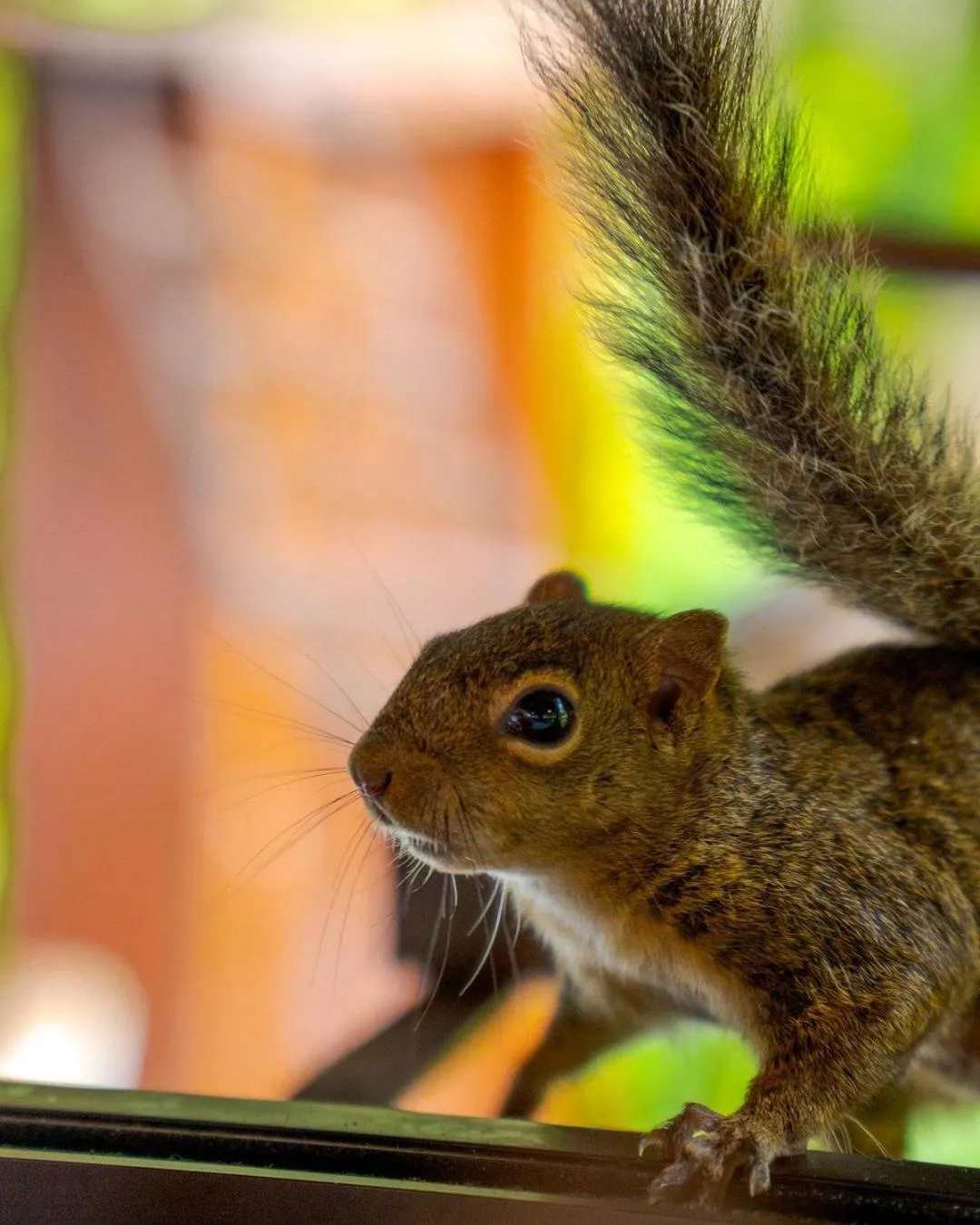 Pets in Pousada Campos de Provence Campos do Jordão