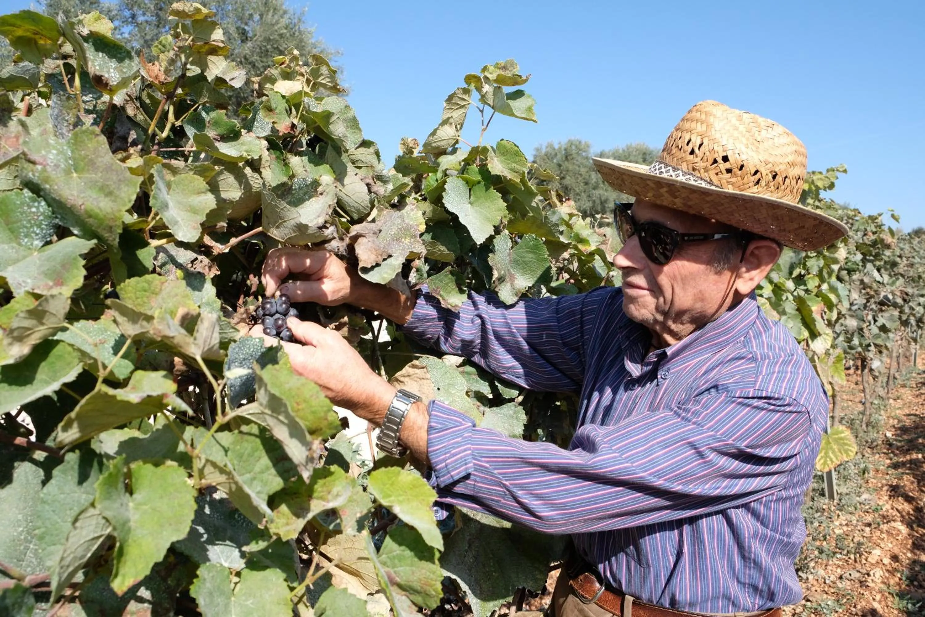 Garden in Masseria Grieco
