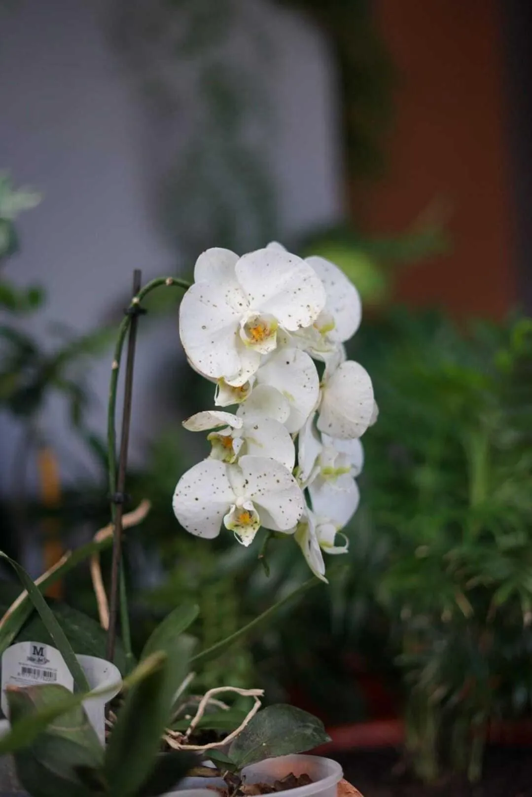 Garden in Gardens Guest House