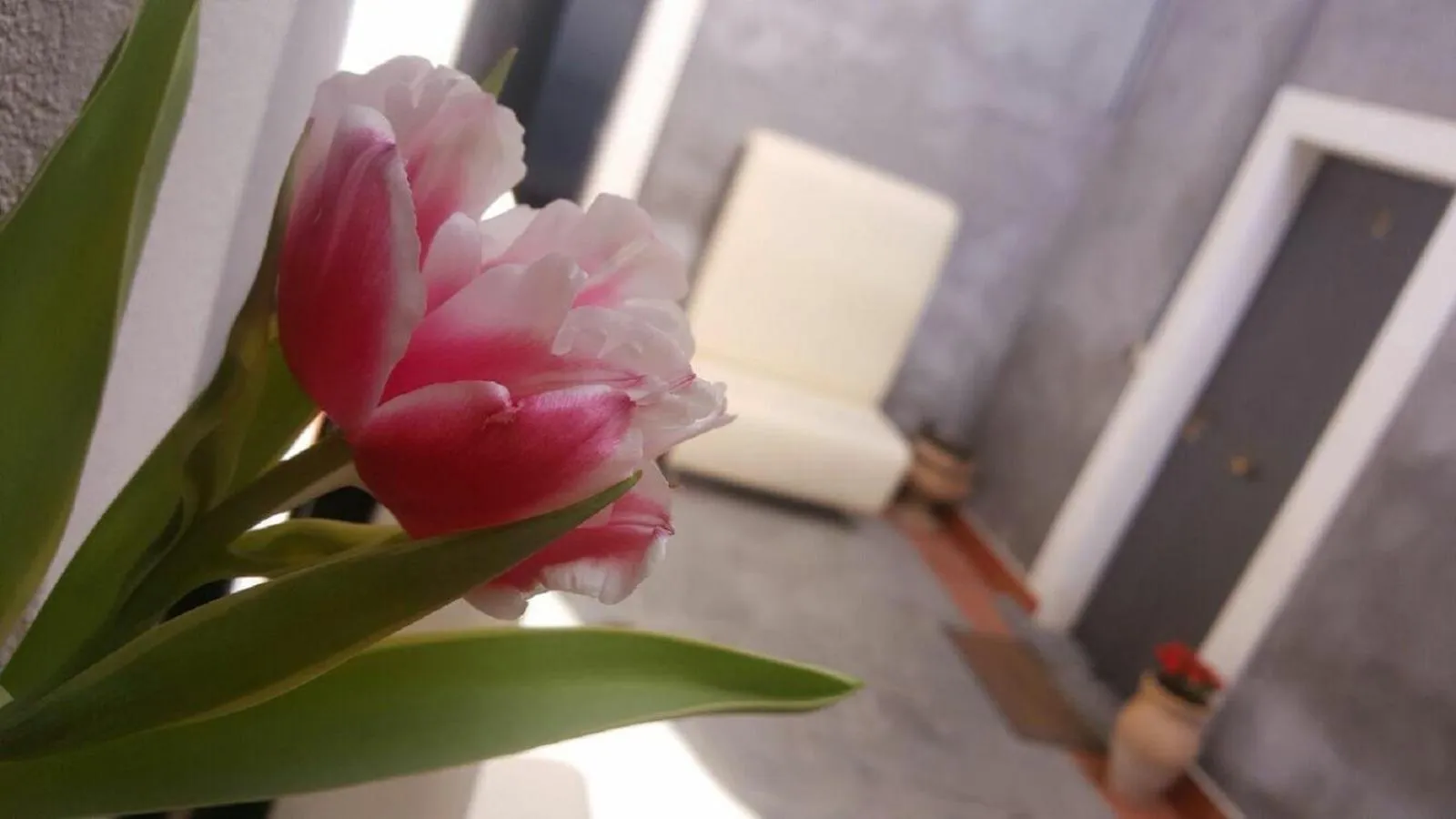 Garden in I Cappuccini Rooms