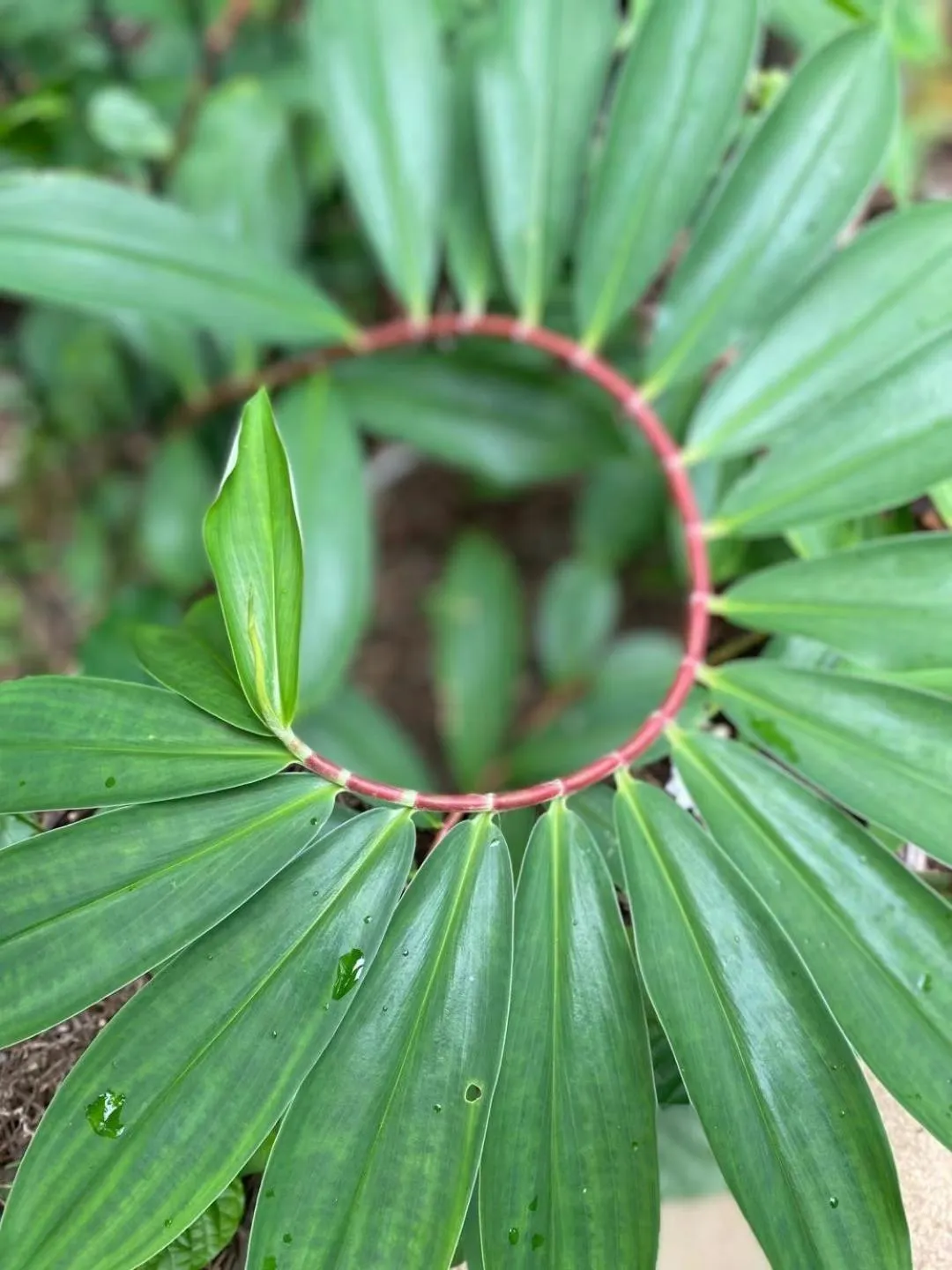 Spring in Reef Gateway Apartments