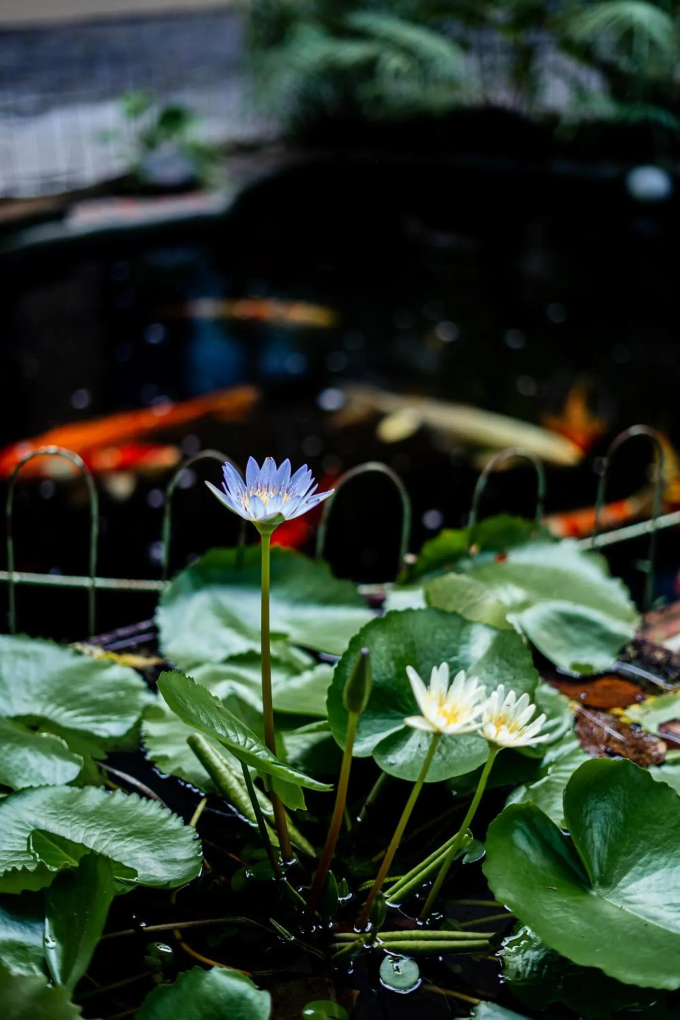 Garden in Villa Khoum Xieng Thong Boutique