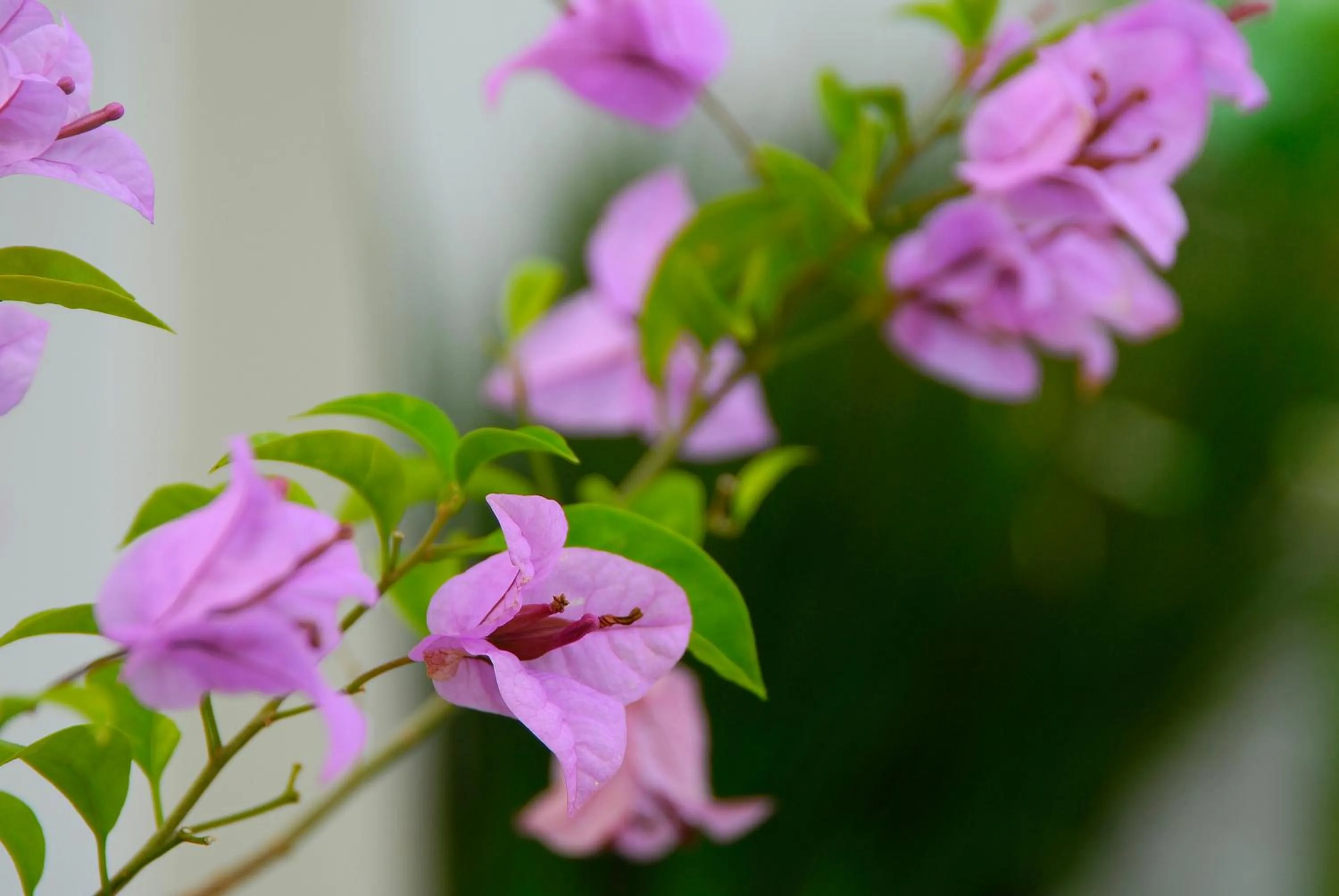 Garden in Costabela Apart Hotel e Pousada