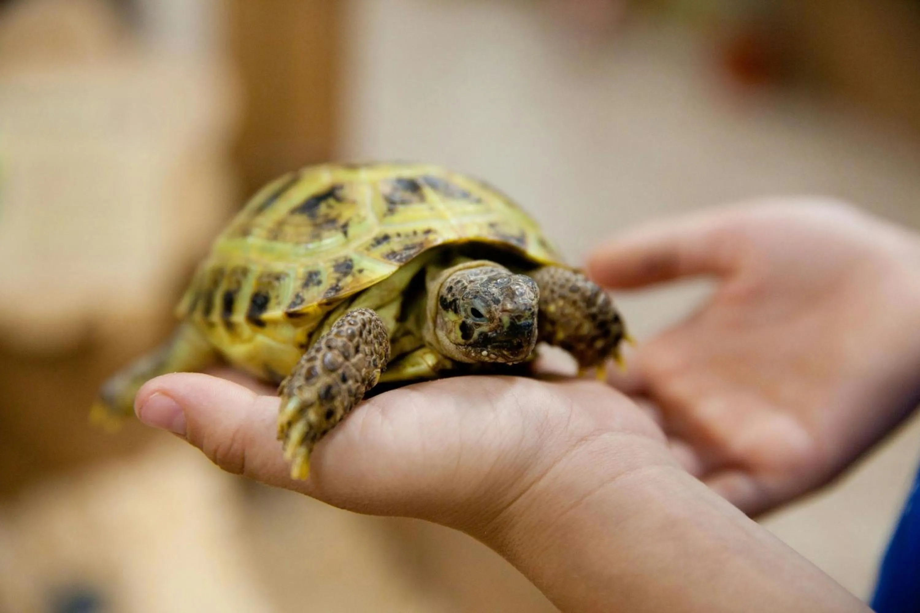 Other in Gaylord Texan Resort and Convention Center