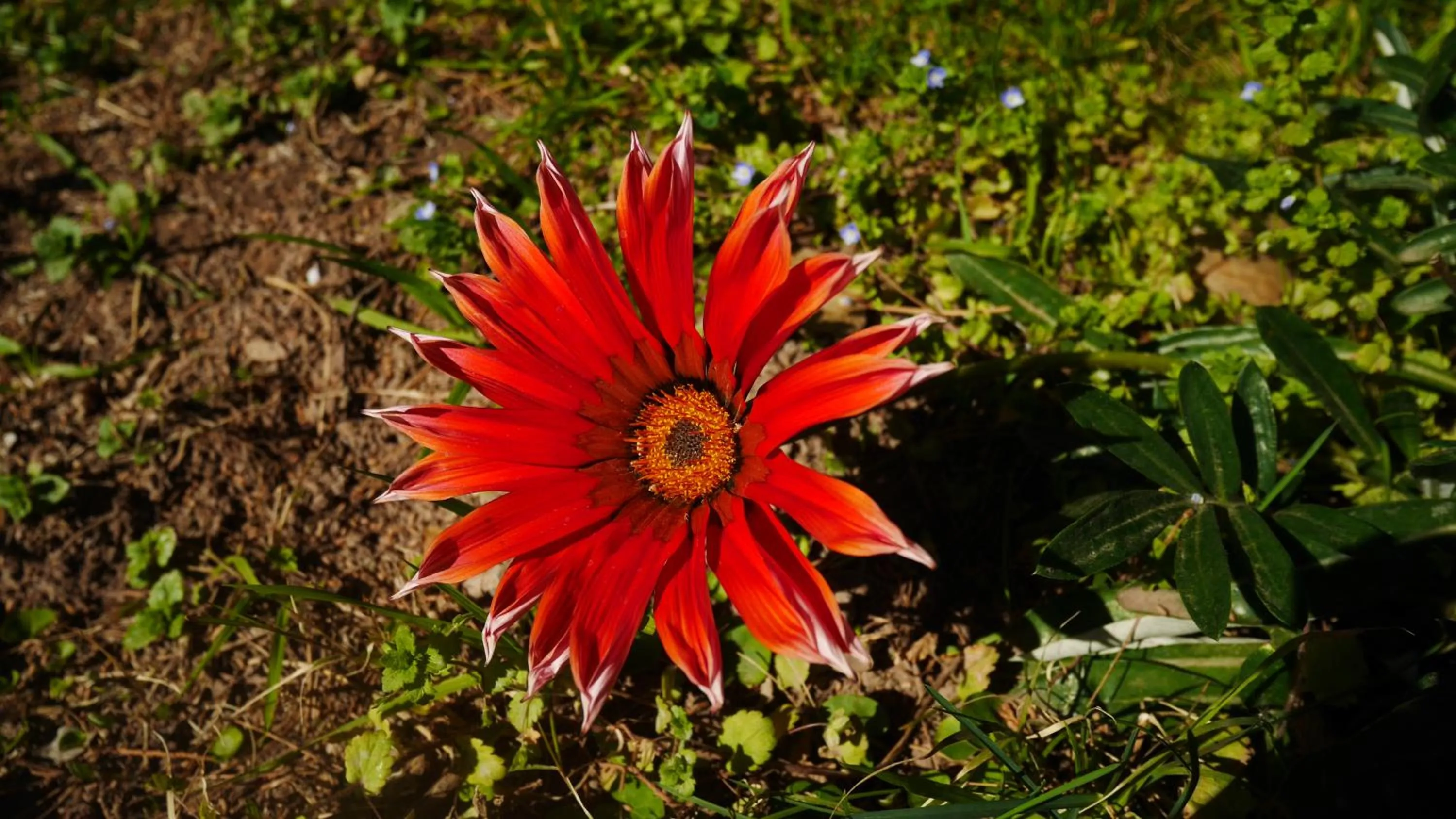 Garden in Lujan De Cuyo B&B
