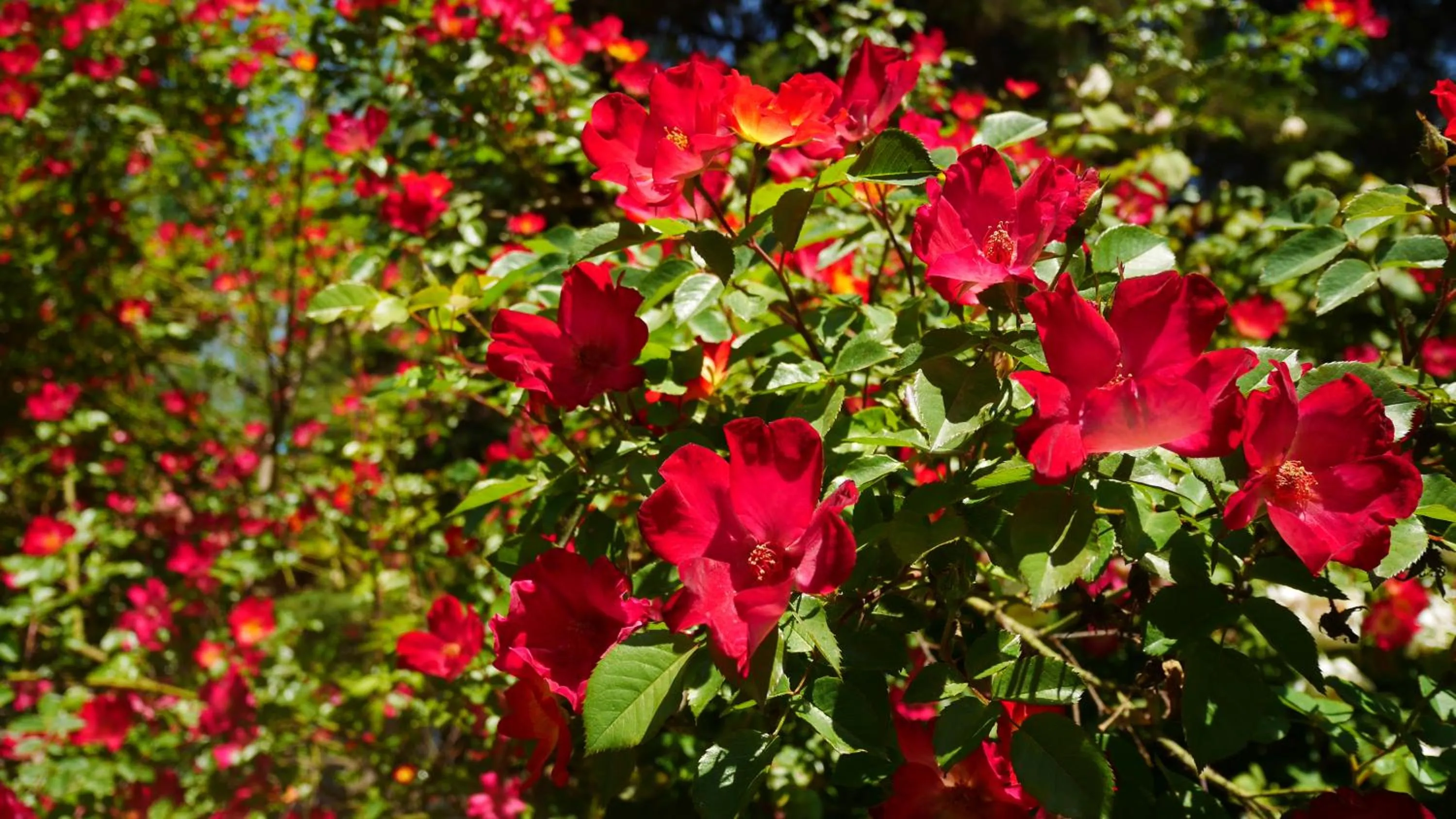 Garden in Lujan De Cuyo B&B