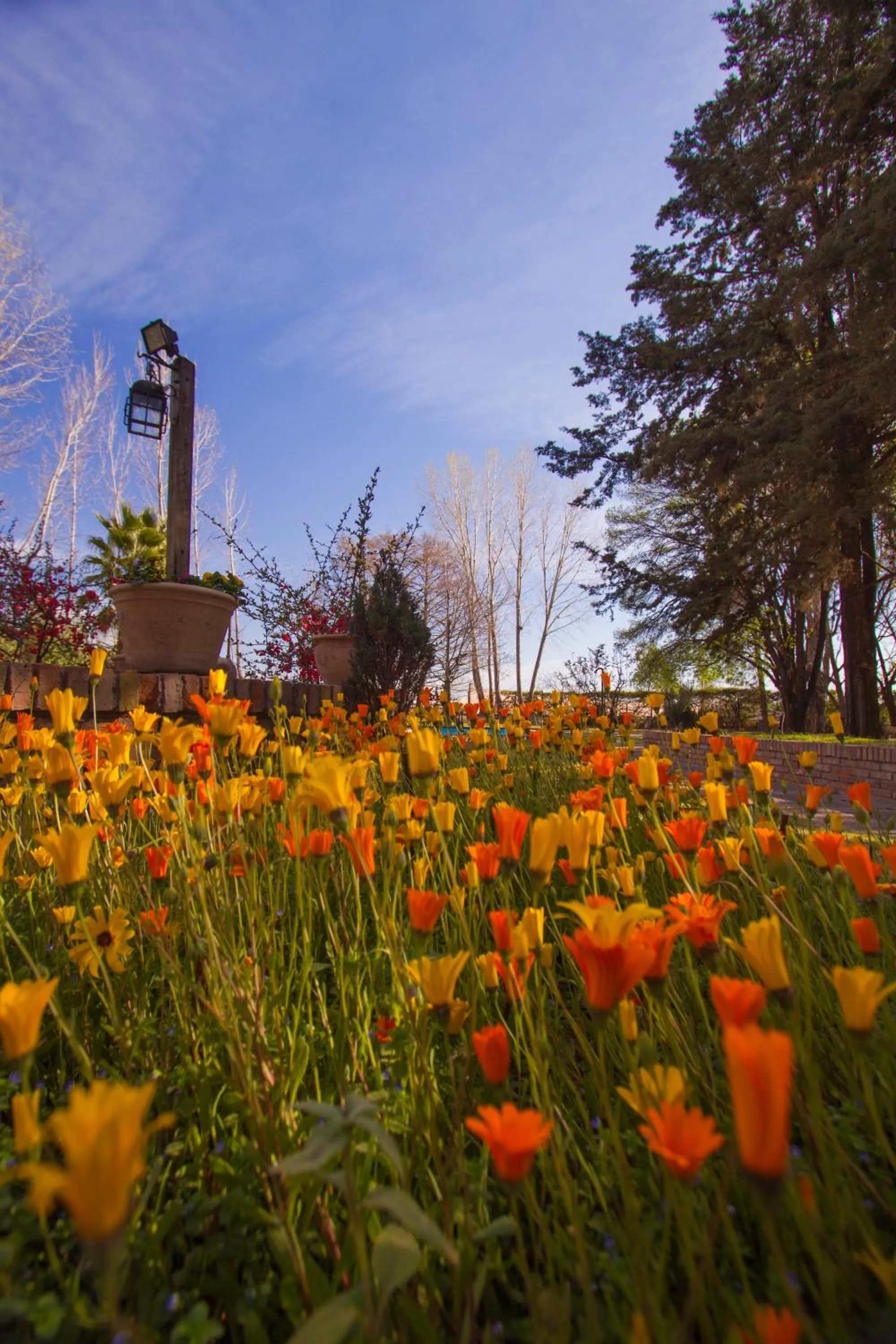 Garden in Lujan De Cuyo B&B