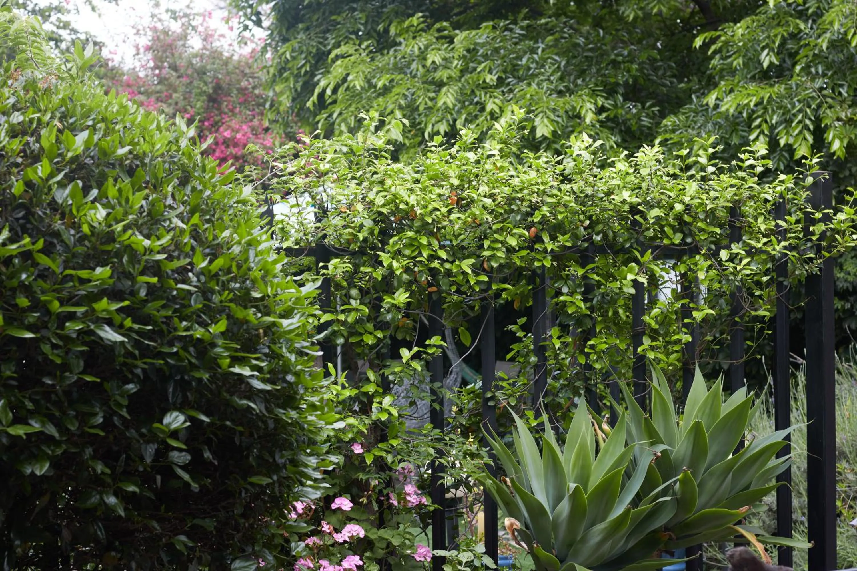 Garden view in De Akker Guest House Oudtshoorn