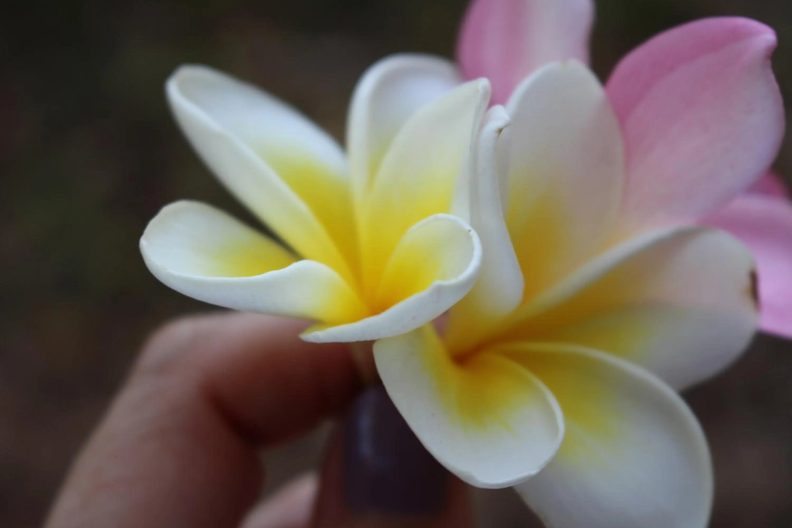 Other in Silk Pavilions Glamping