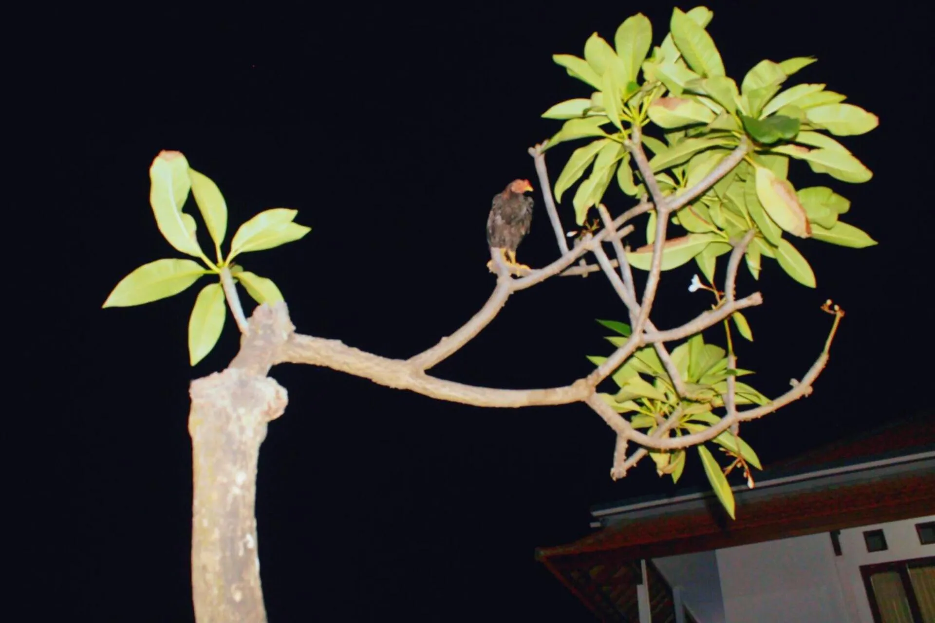 Night in Serangan Inn Mimba