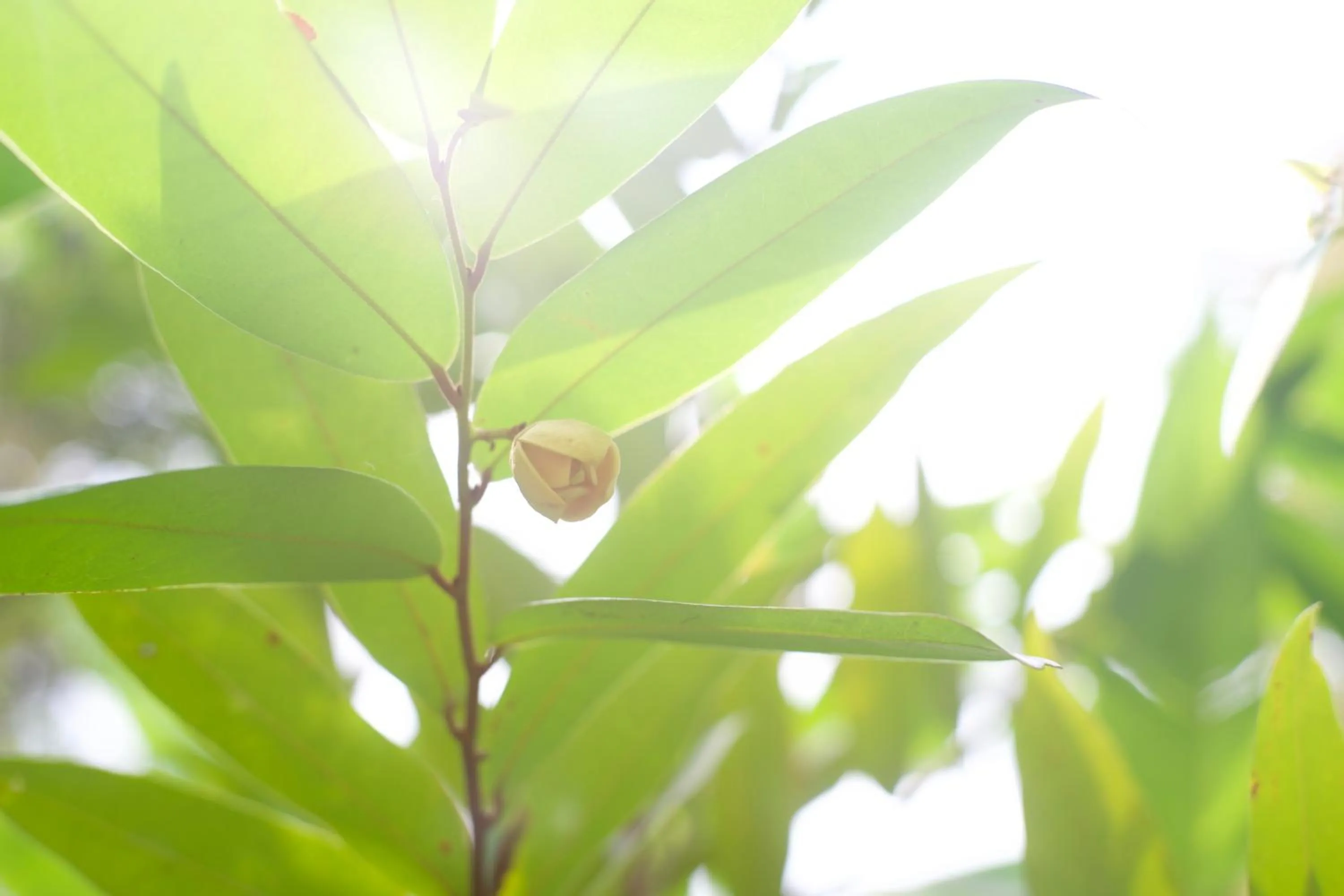 Garden in Sambor Village Hotel