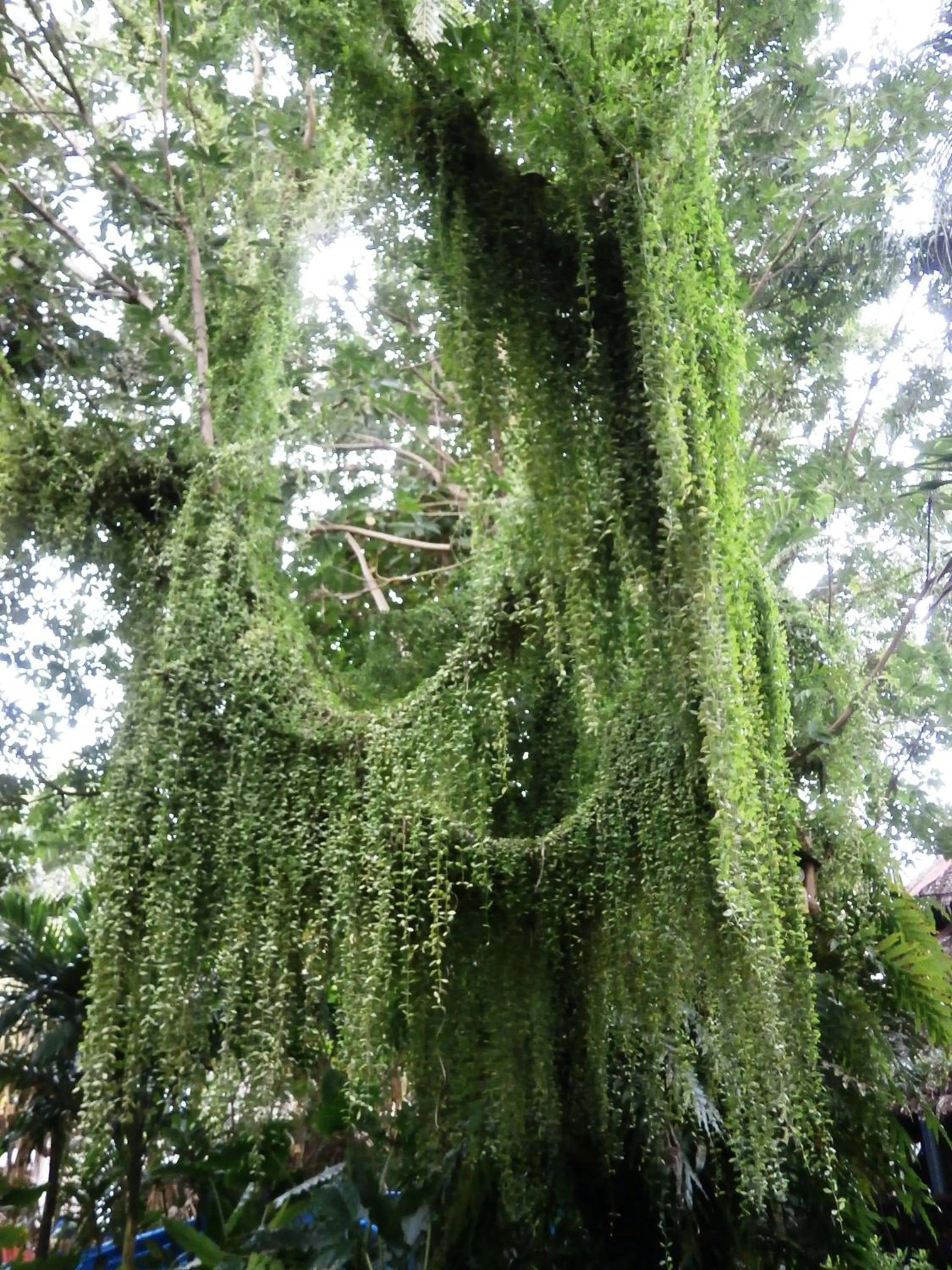 Other in Nigi Nigi Nu Noos 'e' Nu Nu Noos