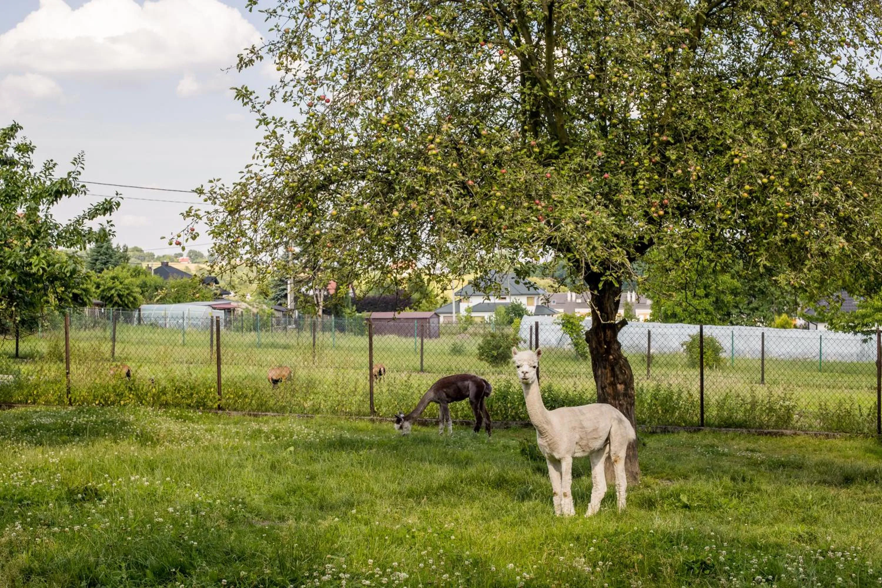 Natural landscape in Eko Hotel Na Wierzynka & Park Pinokia