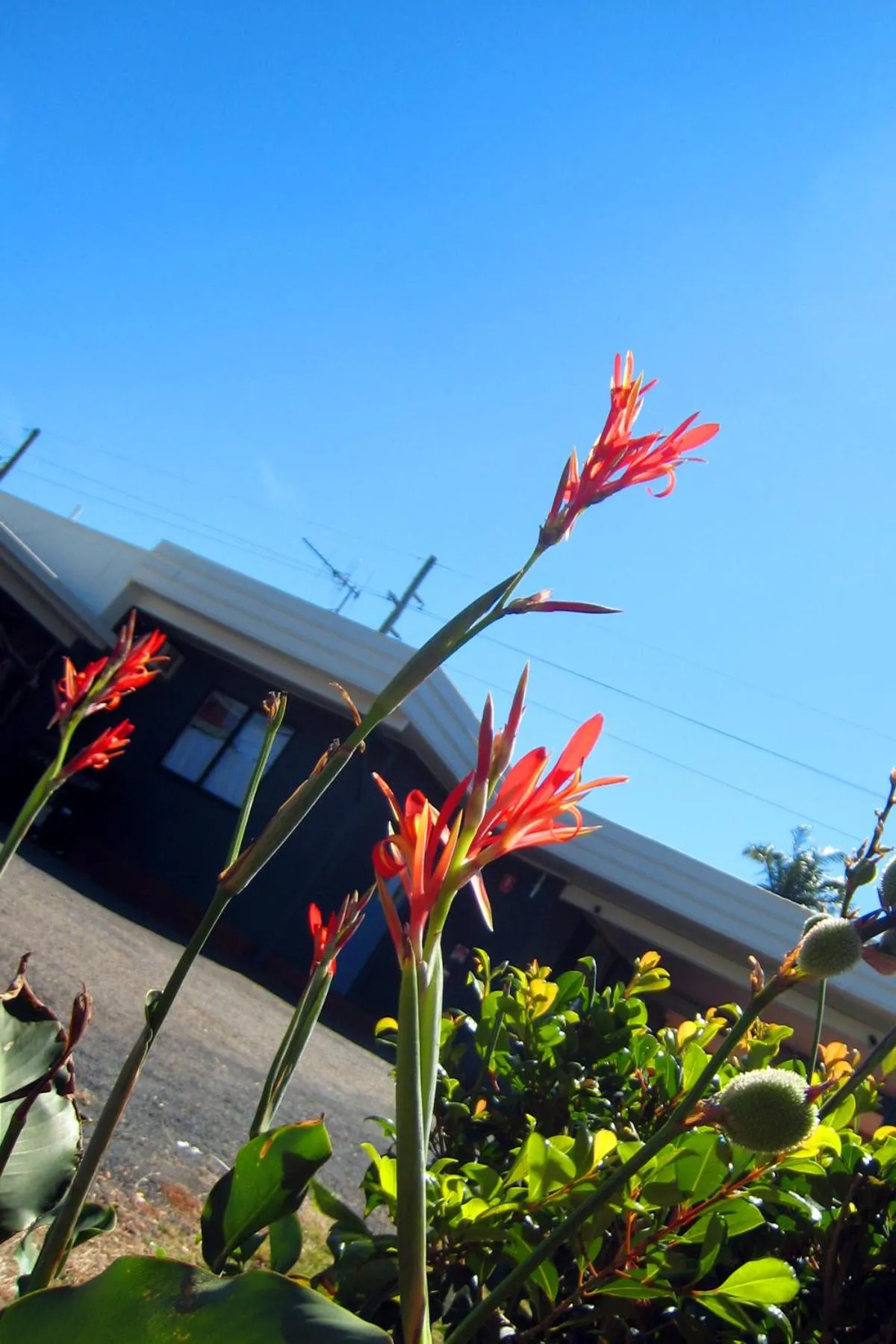Garden in Childers Budget Accommodation