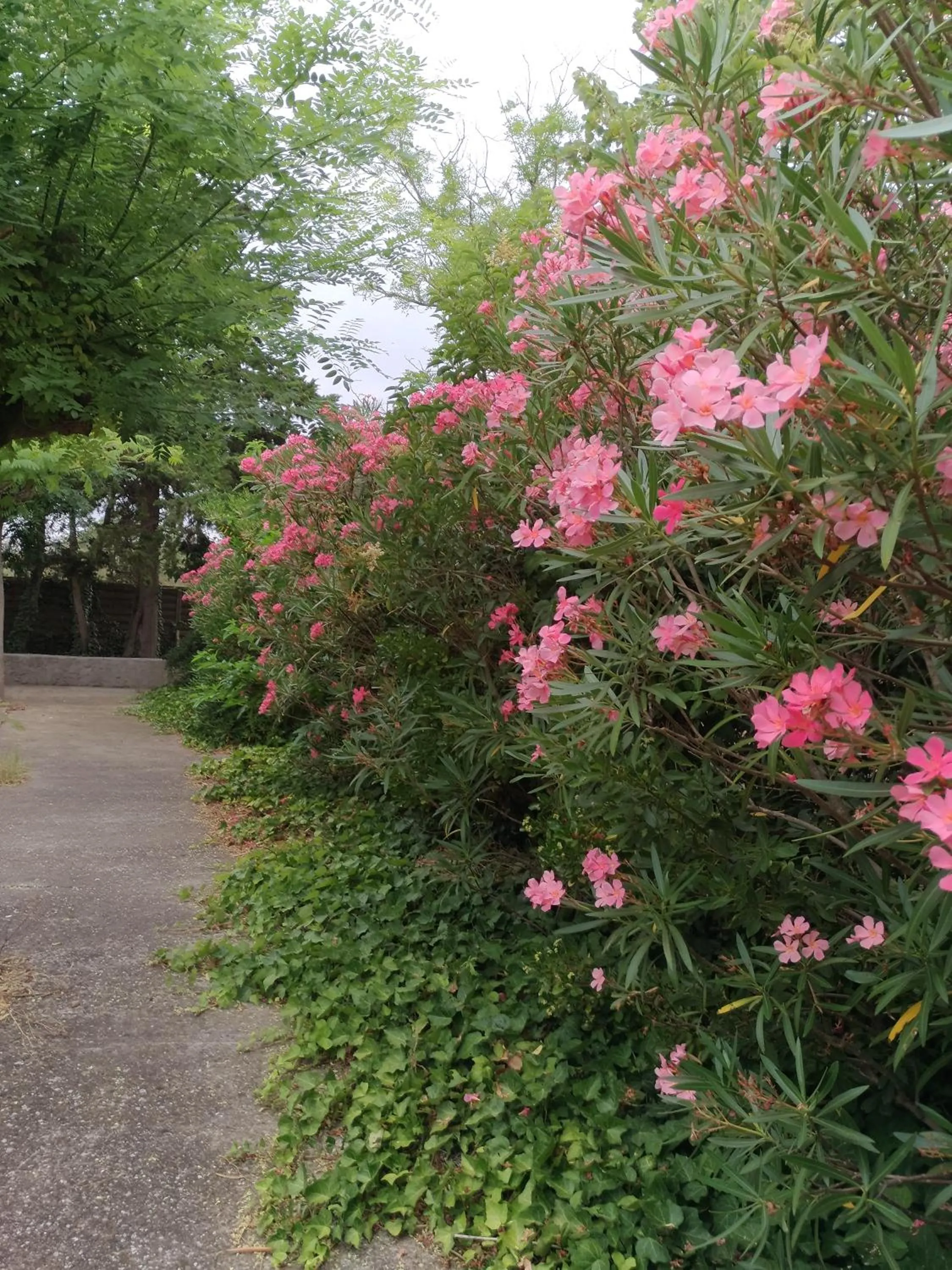 Garden view in La Chaumiere d Agde