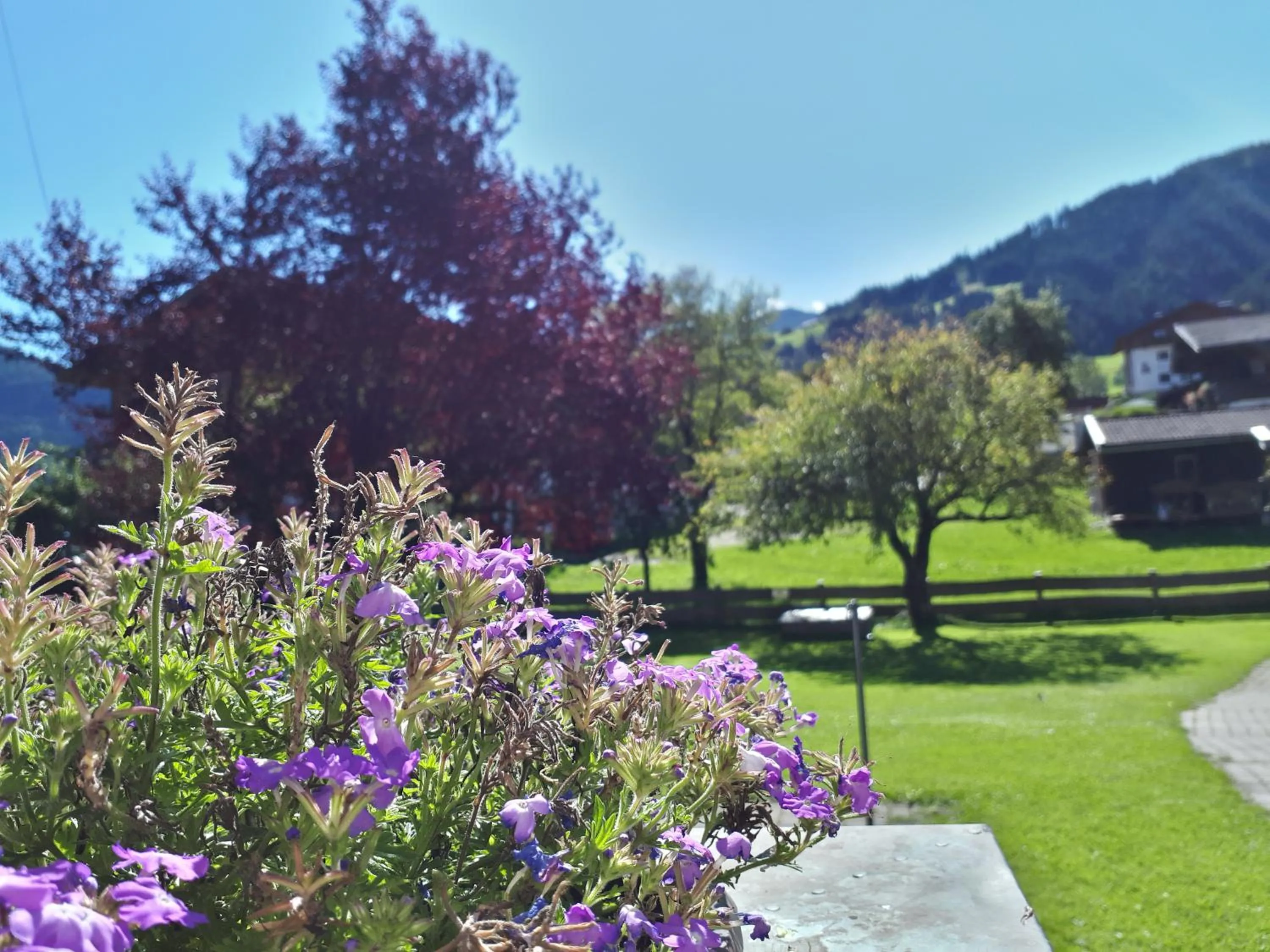 Summer in Apartment Sonnwend