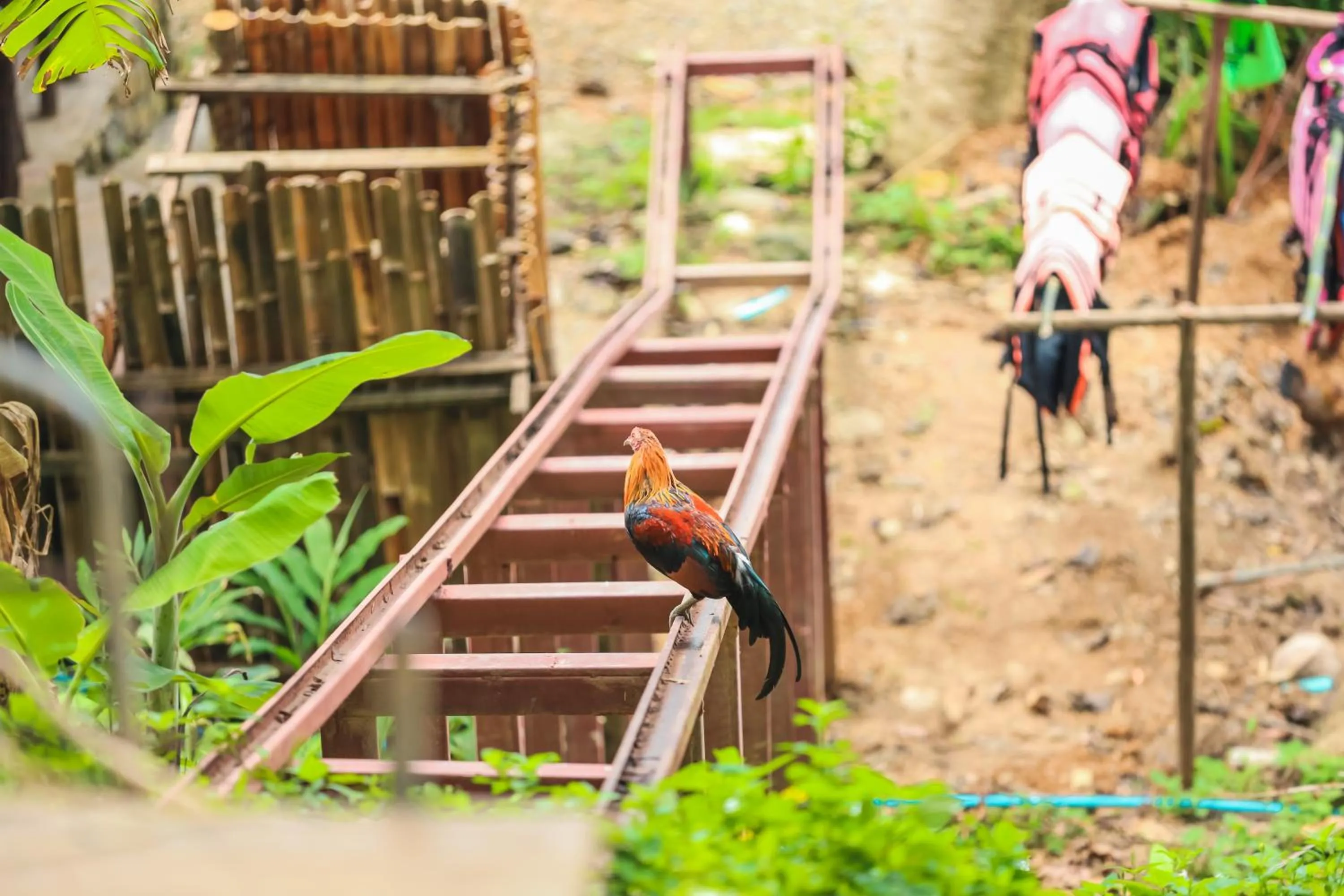 Phi Phi Sunset Bay Resort