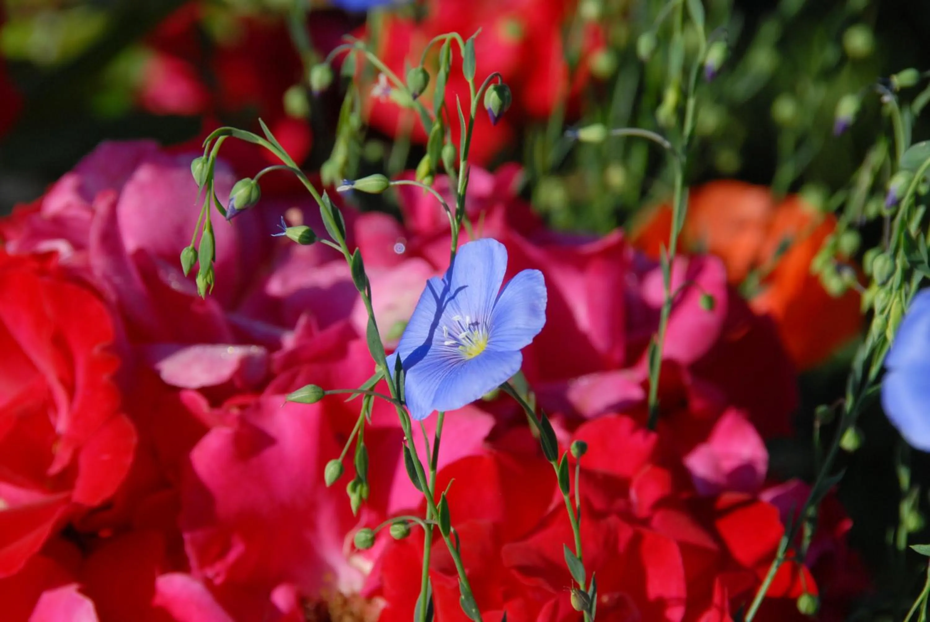 Garden in B+B Passifleur