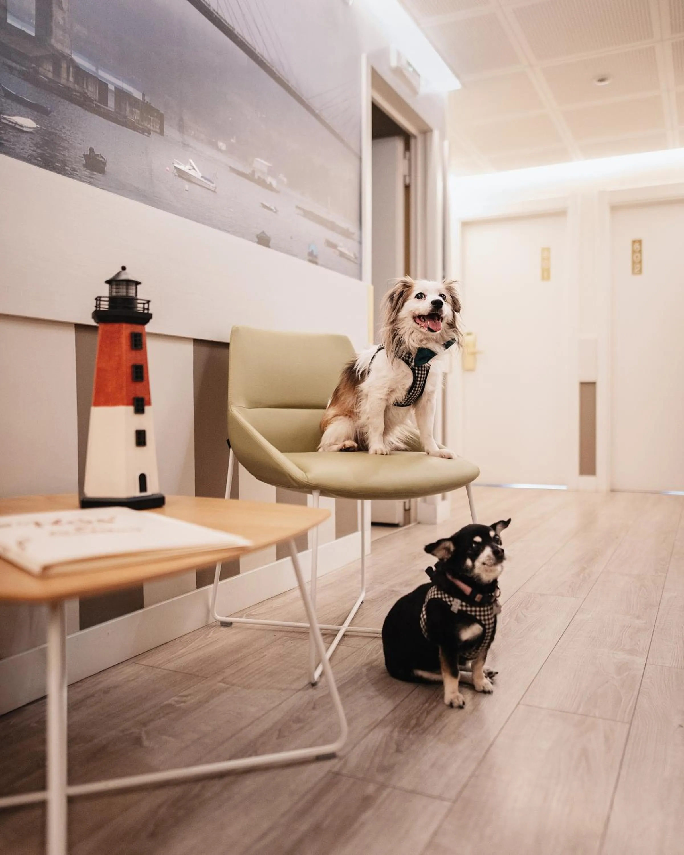 Pets in Hotel Atlántico Vigo