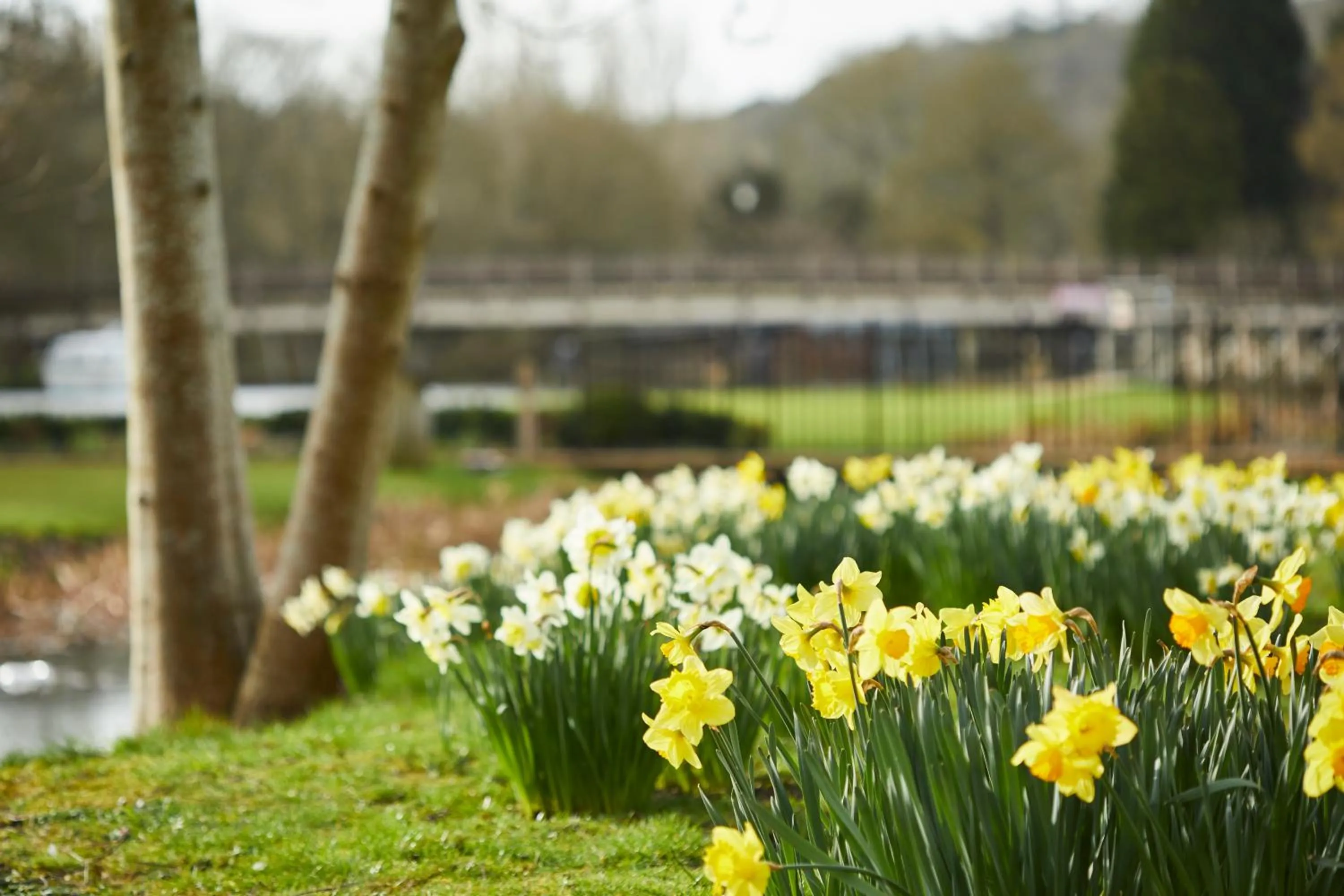 Spring in The Swan, Streatley, Berkshire