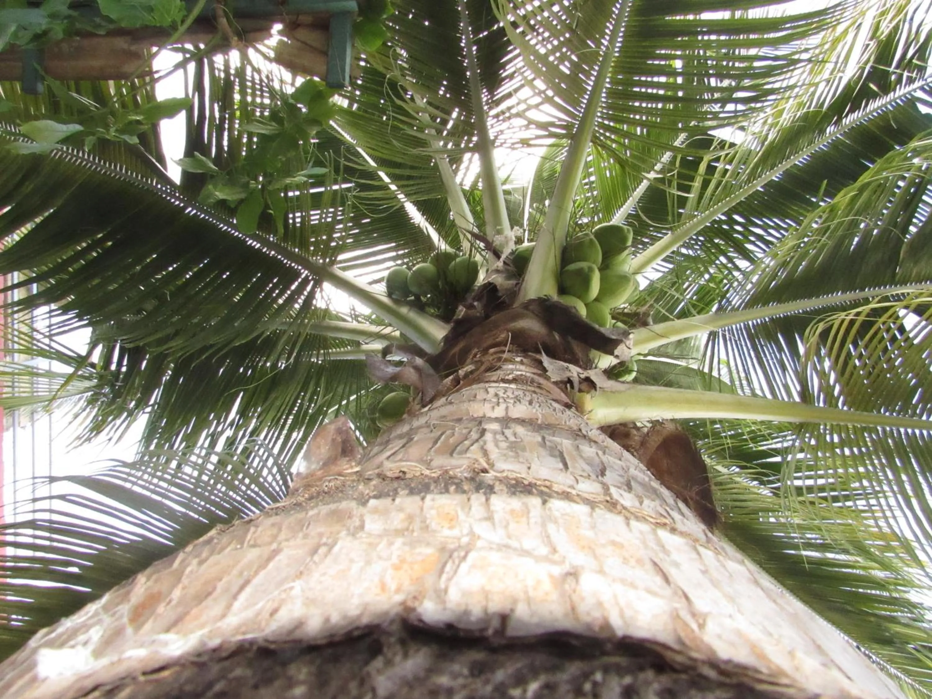 Garden in Blue Coconut Cancun Hotel