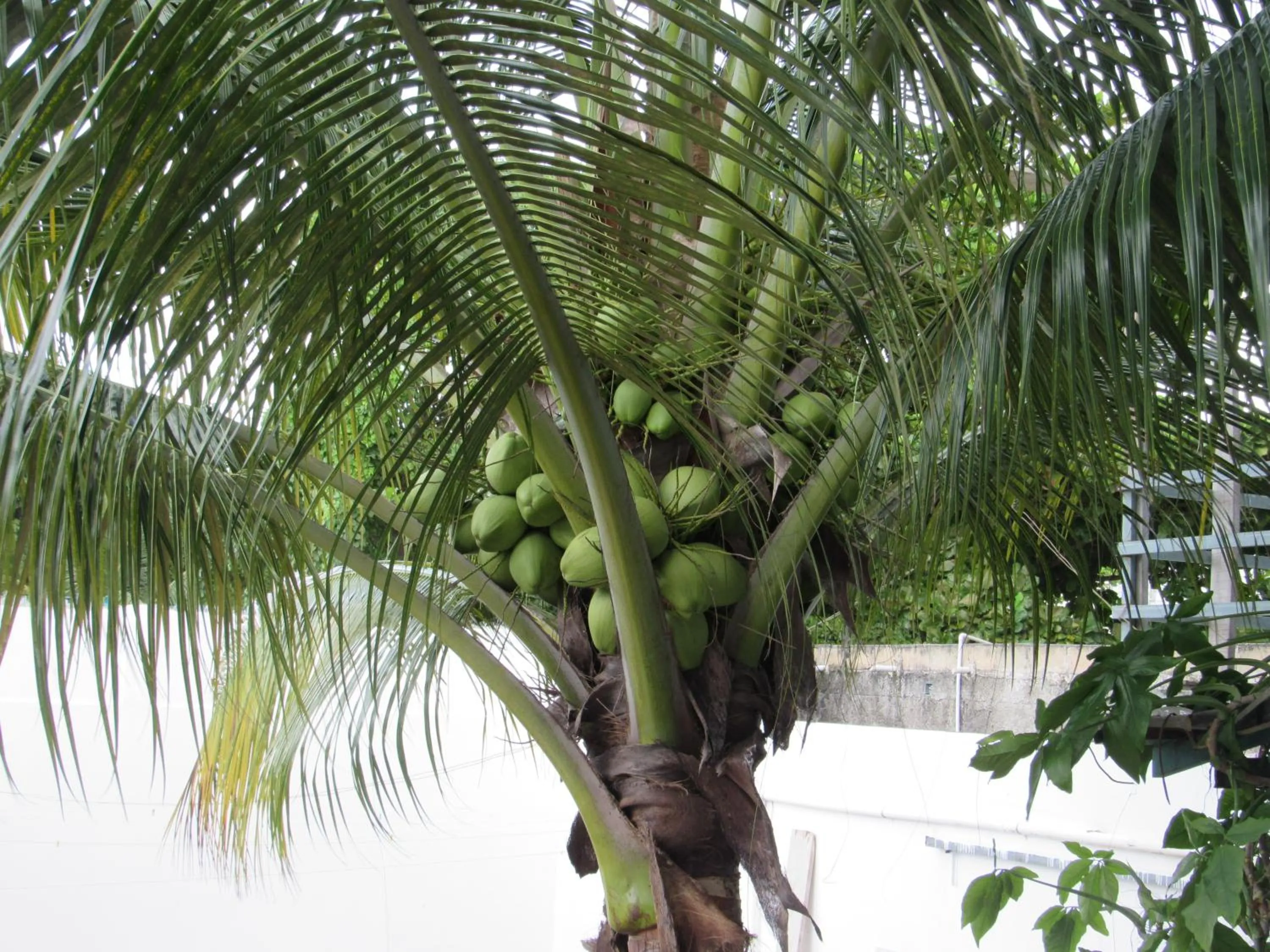 Garden in Blue Coconut Cancun Hotel