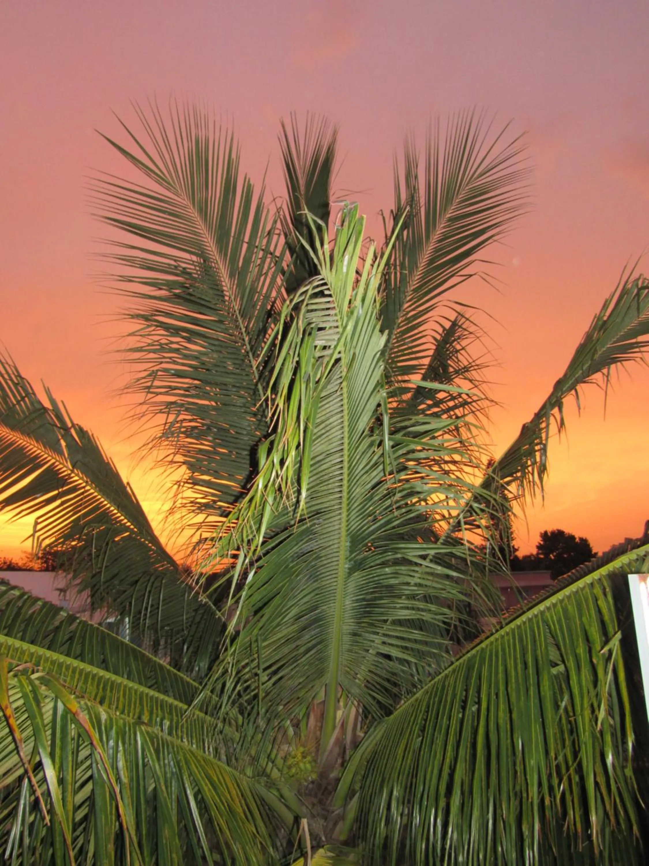 Natural landscape in Blue Coconut Cancun Hotel