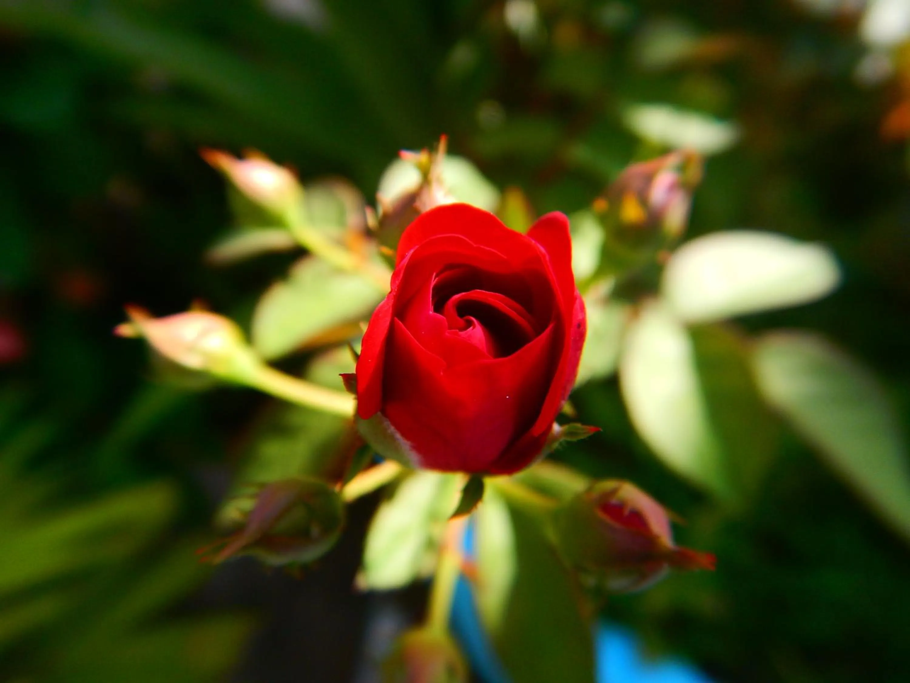 Garden in Blue Coconut Cancun Hotel
