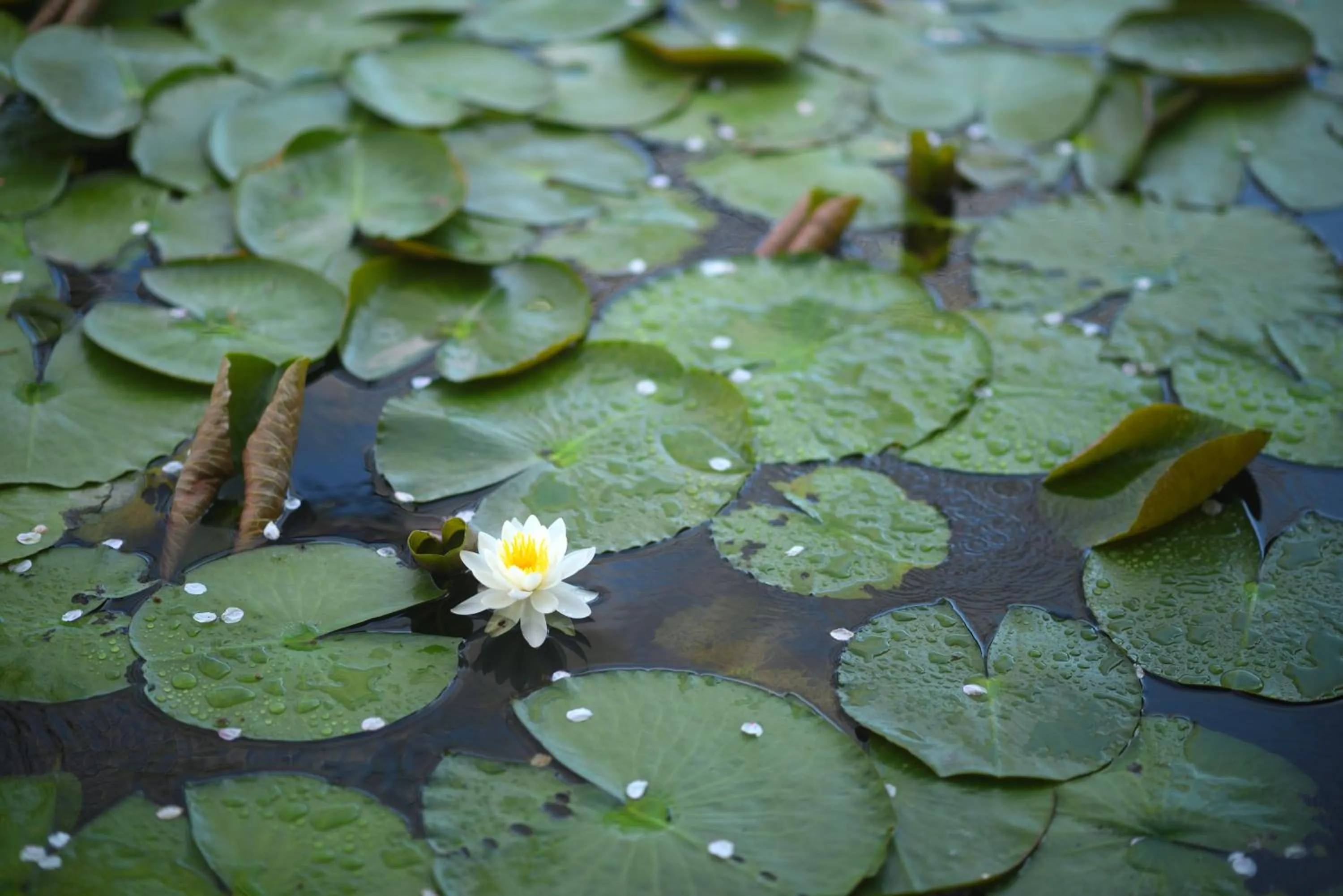 Other in Onogawa Onsen Kajikaso