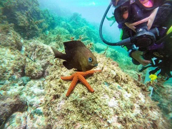 Diving in Pousada Palmeiras