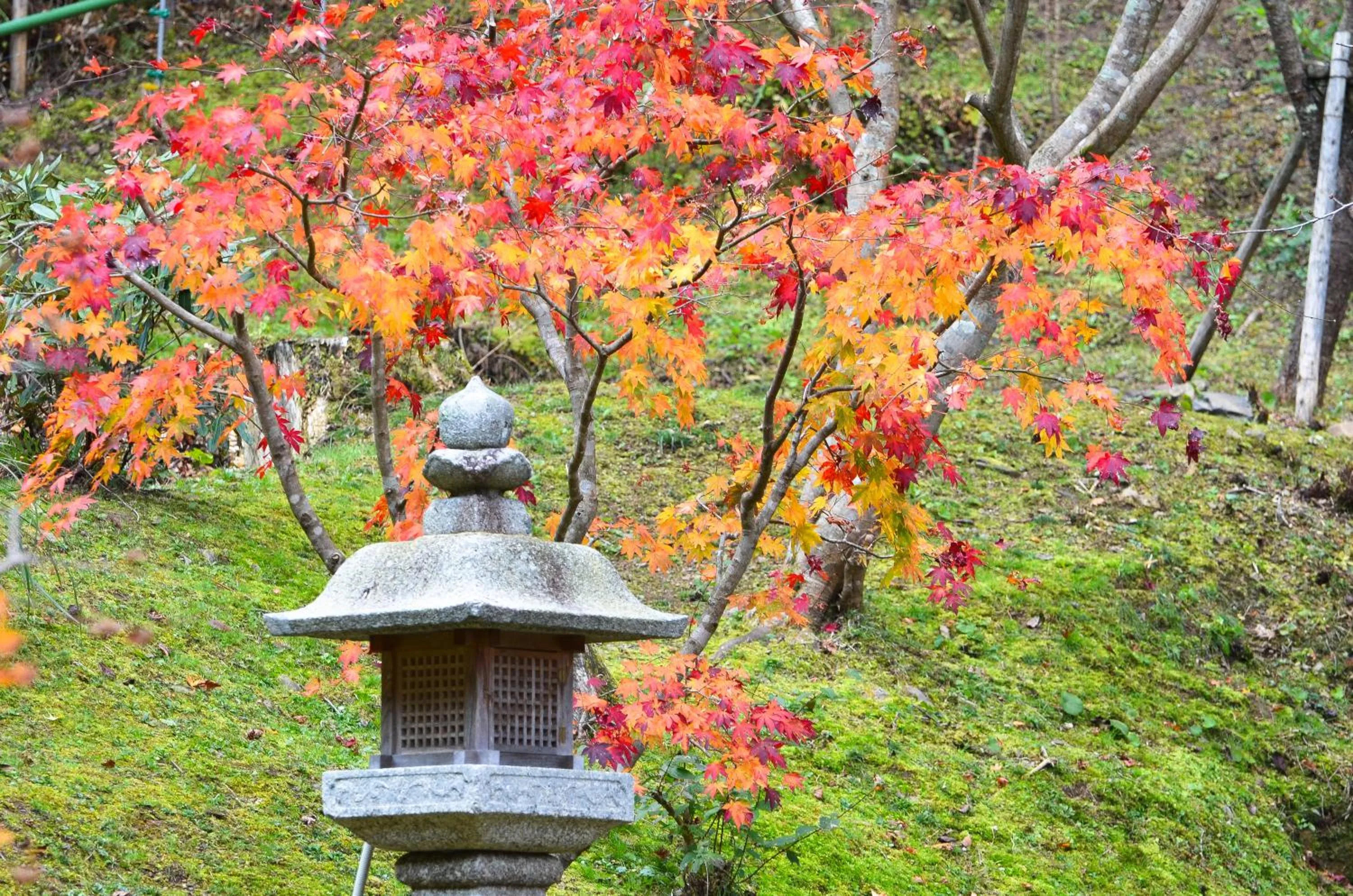 Autumn in 高野山 宿坊 不動院 -Koyasan Shukubo Fudoin-
