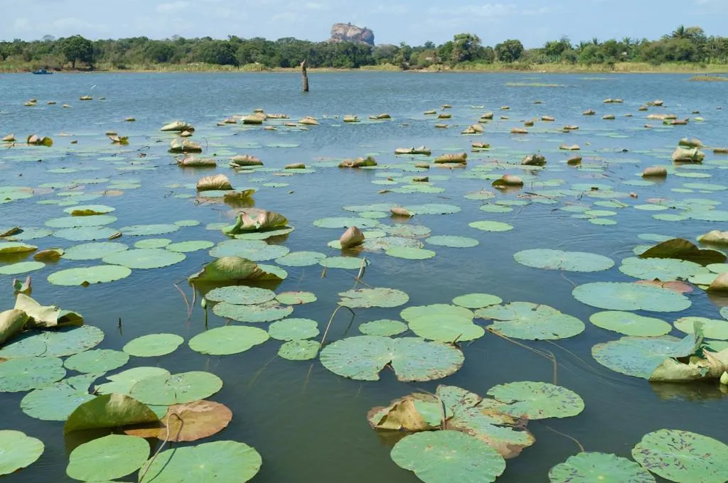 Kings Village Sigiriya