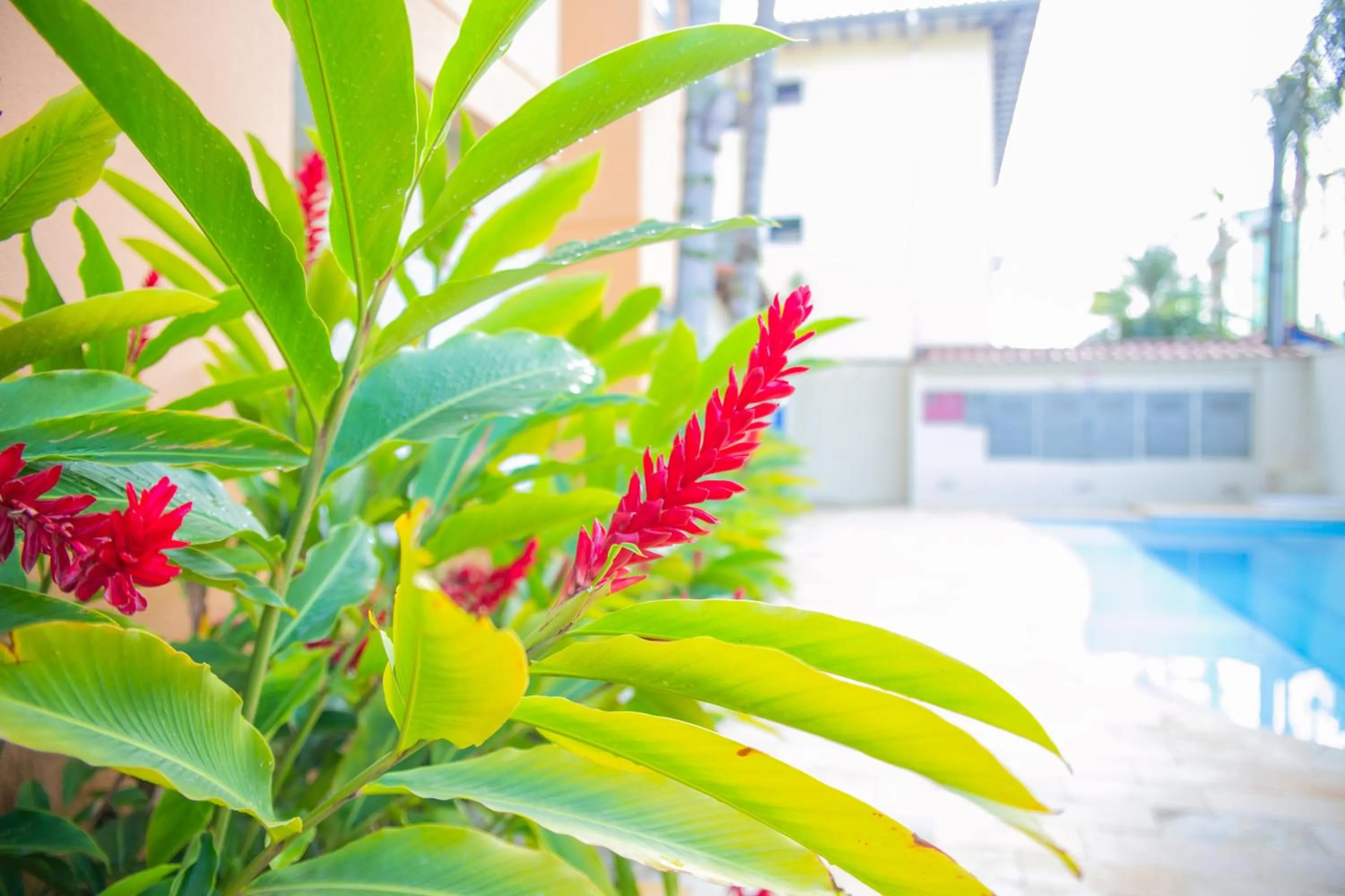 Garden in Lorenza by Paramar