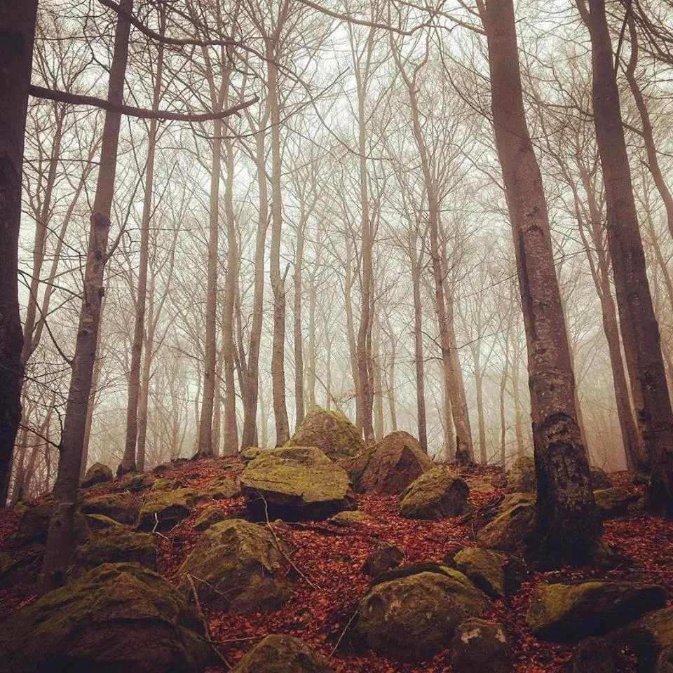 Escape to PaulssonPaleo