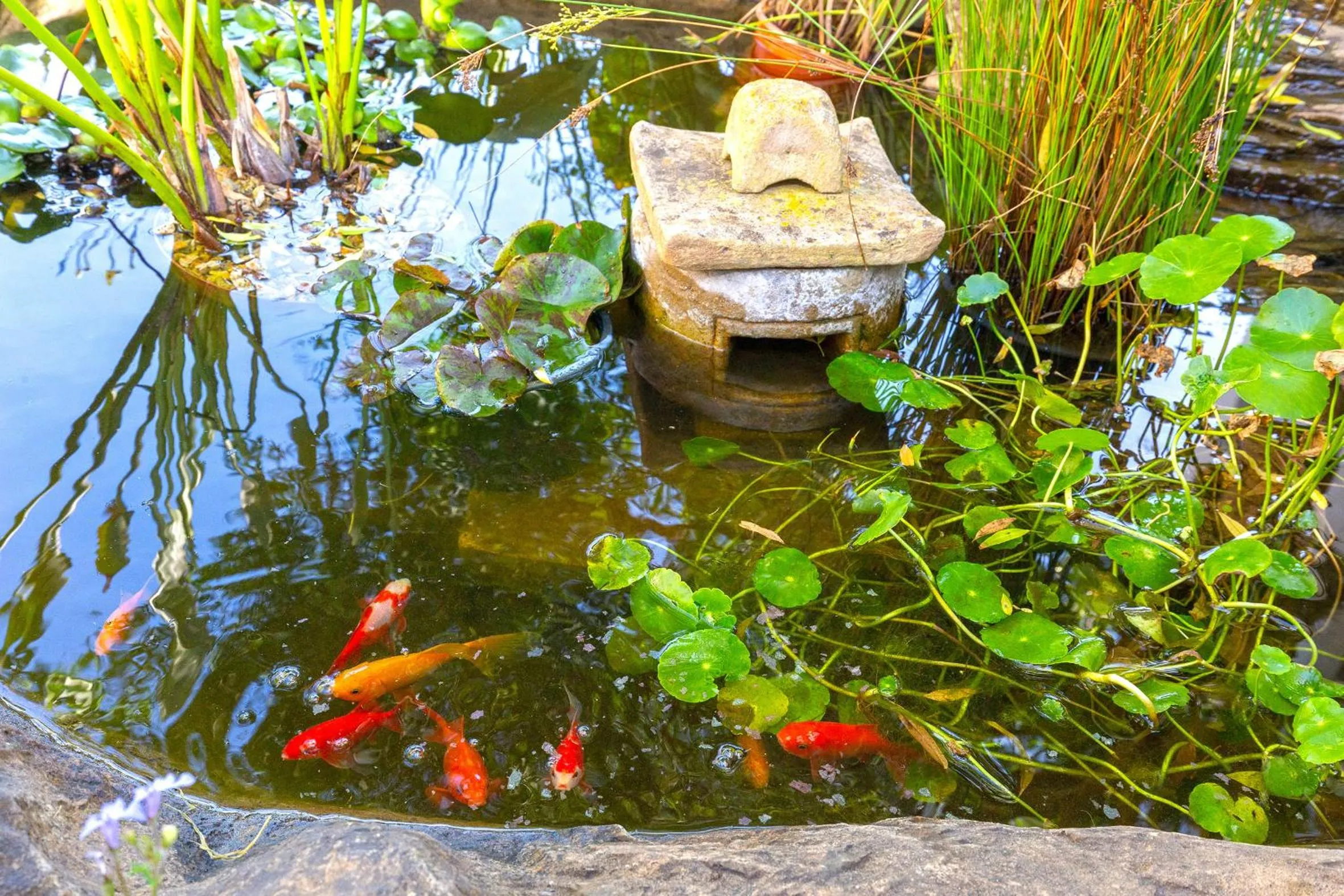 Garden in Le Mahi Guest House