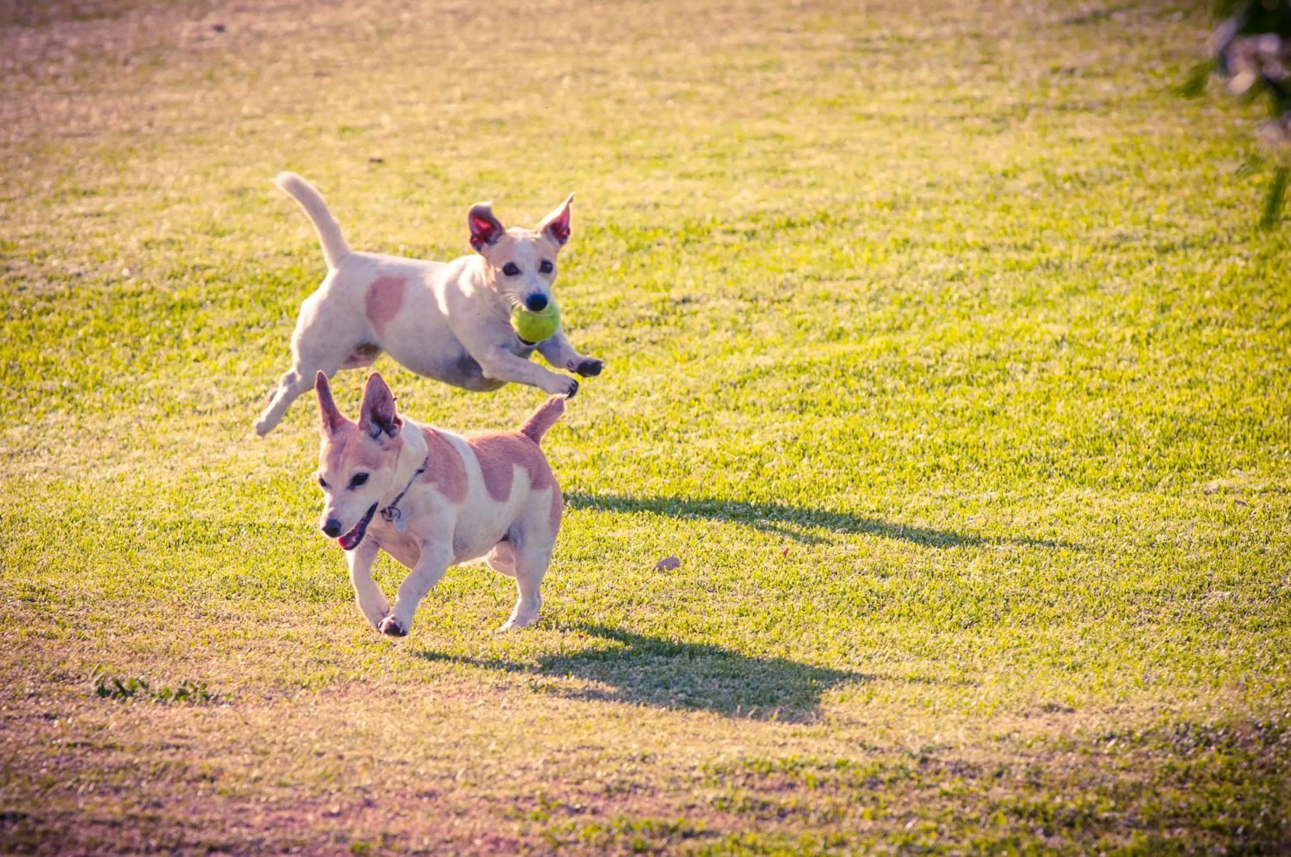 Pets in Le Mahi Guest House