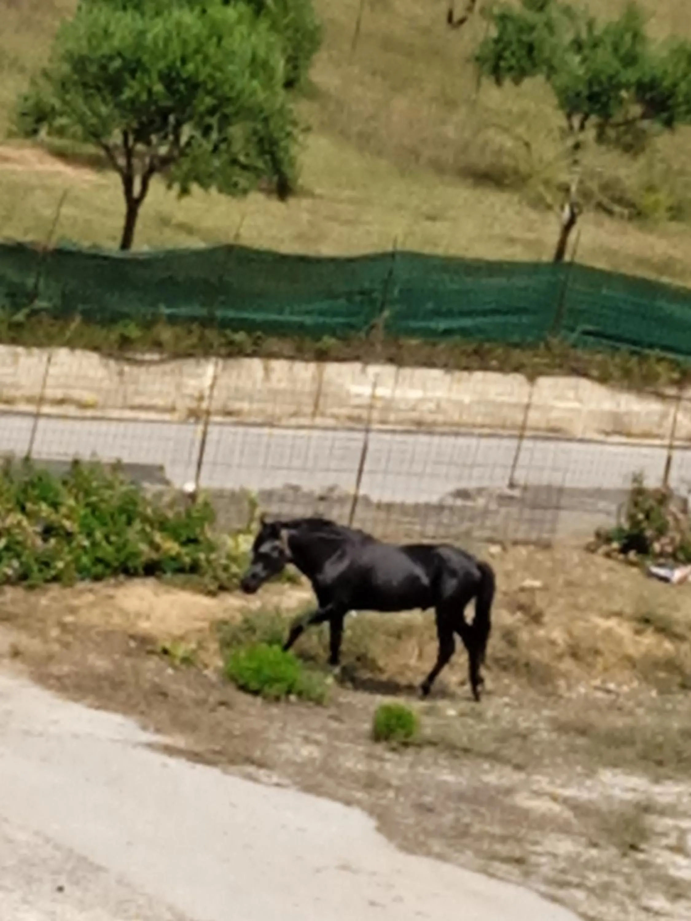 Animals in Ilona Apartments Chania
