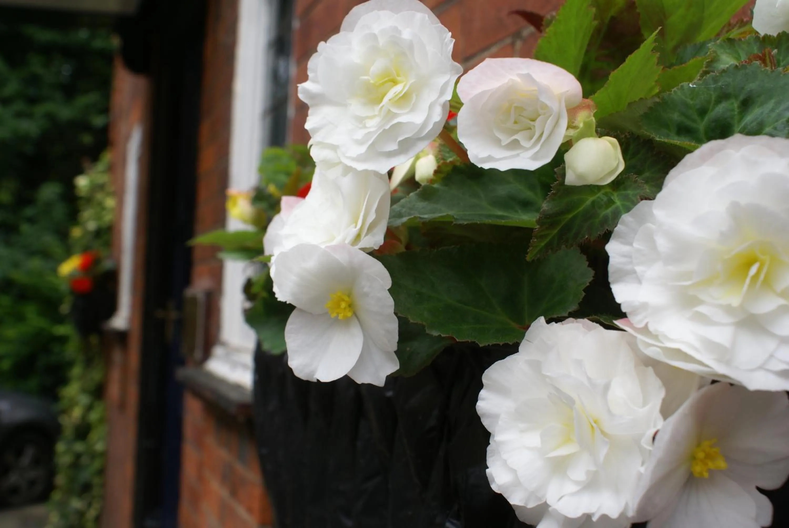 Garden view in Haley's Hotel