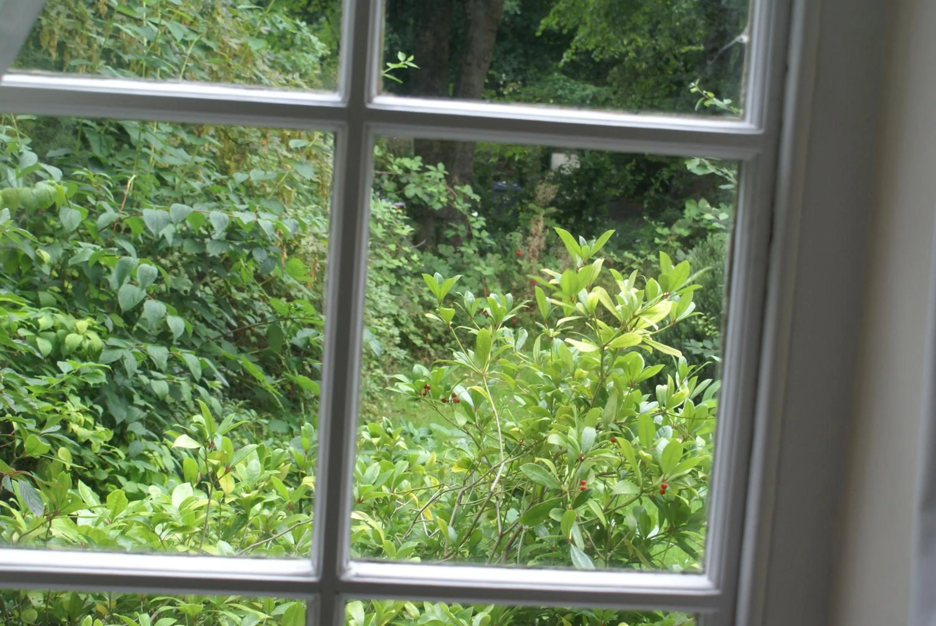 Garden view in Haley's Hotel