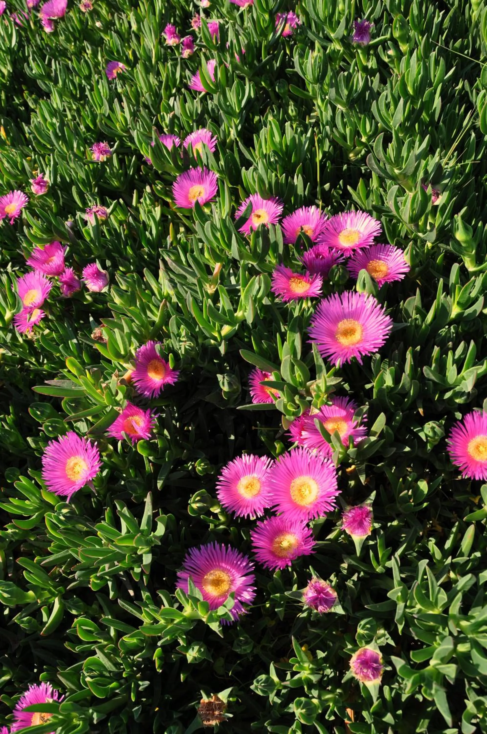 Garden in Ocean Villas Complex