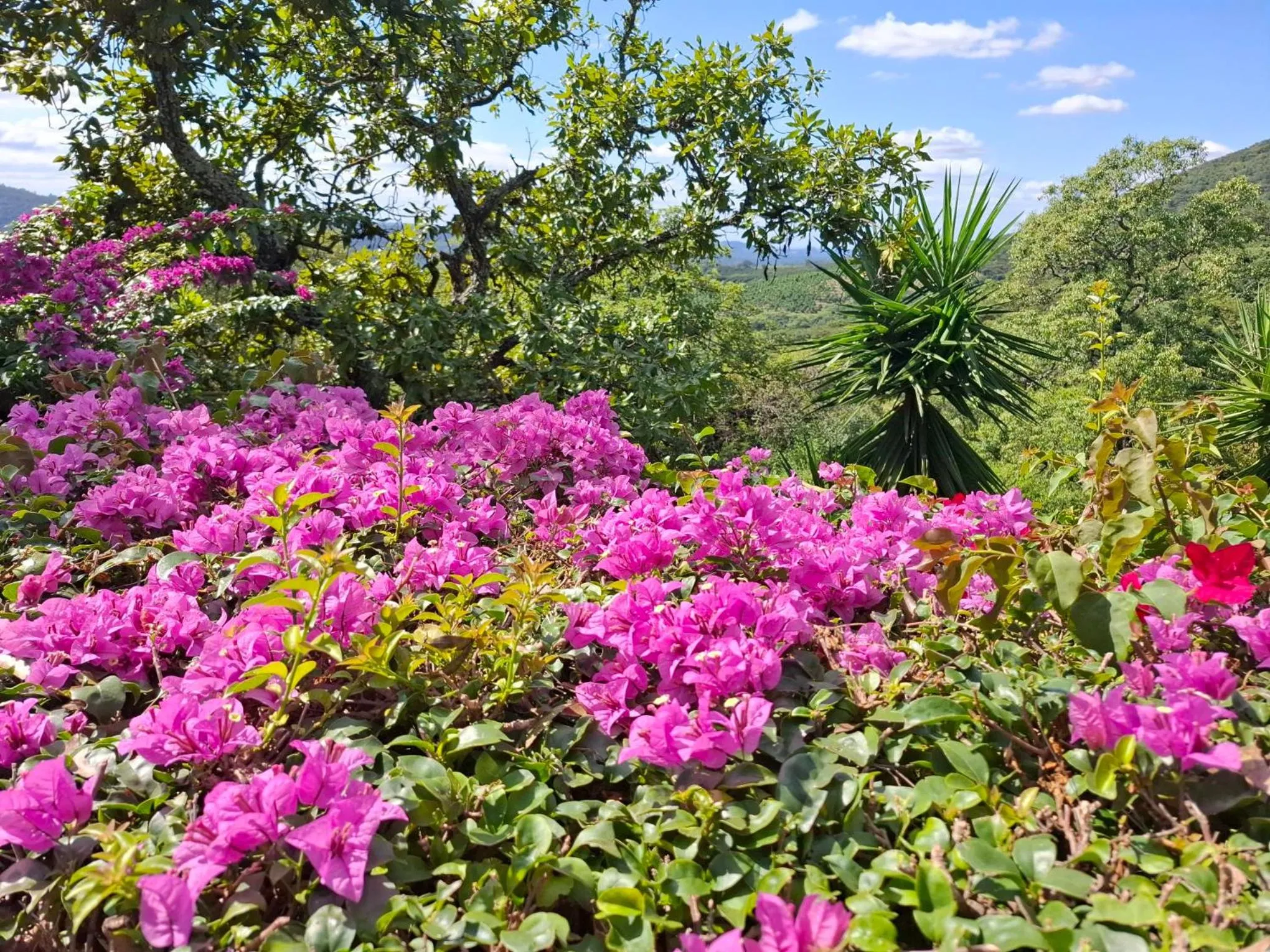 Day in Chestnut Country Lodge