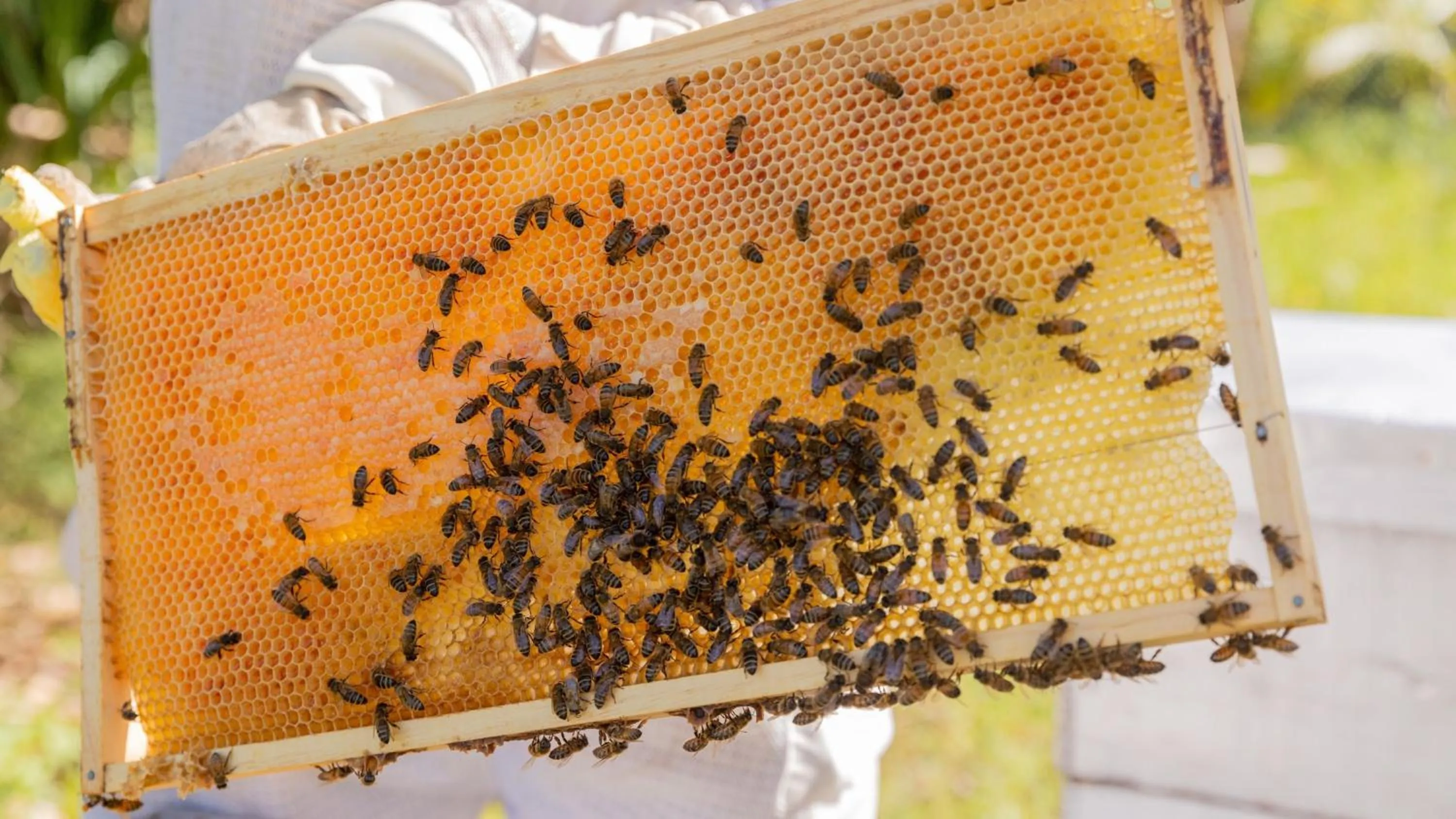 Lobby or reception in InterContinental Fiji Golf Resort & Spa by IHG