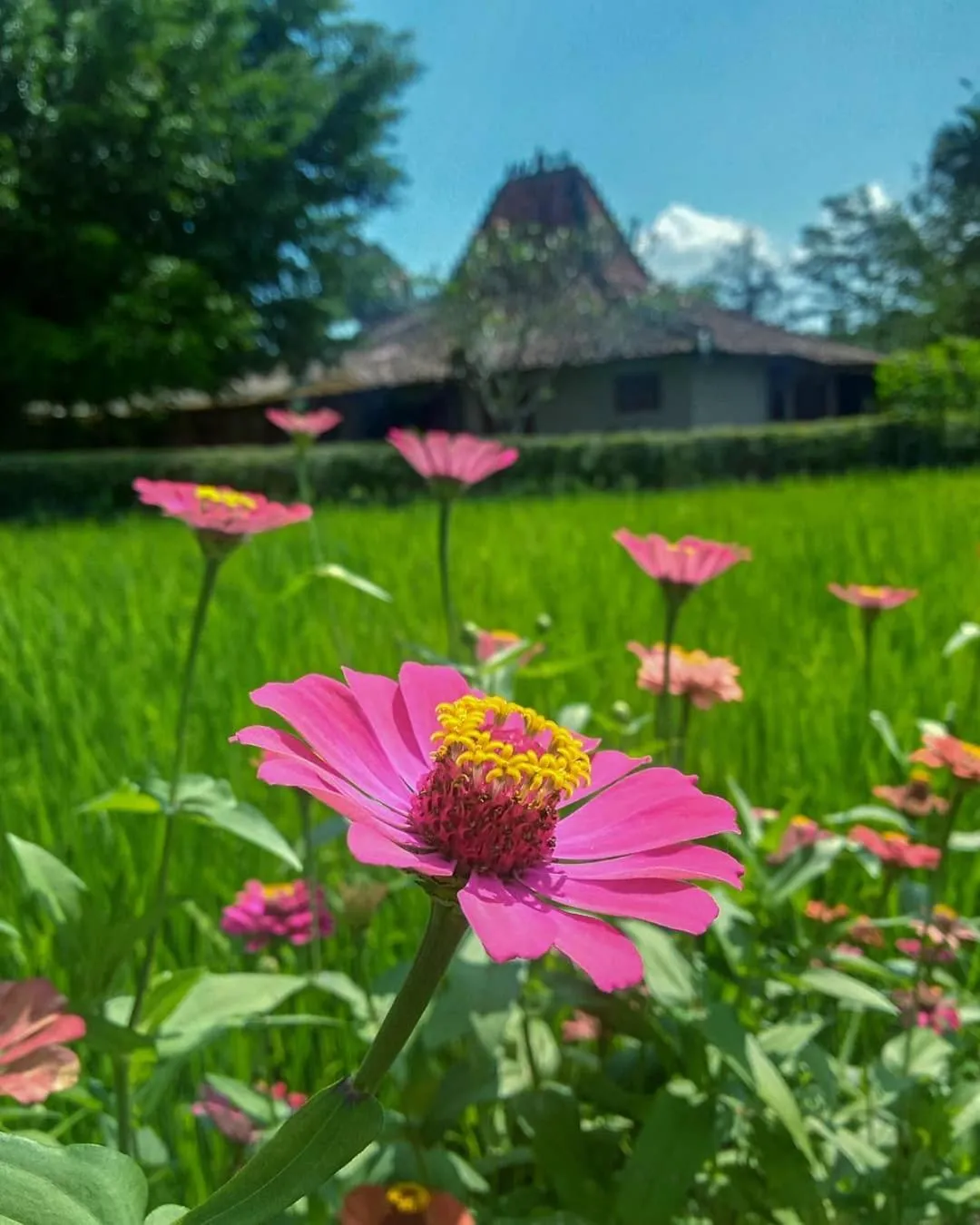 Natural landscape in Hills Joglo Villa