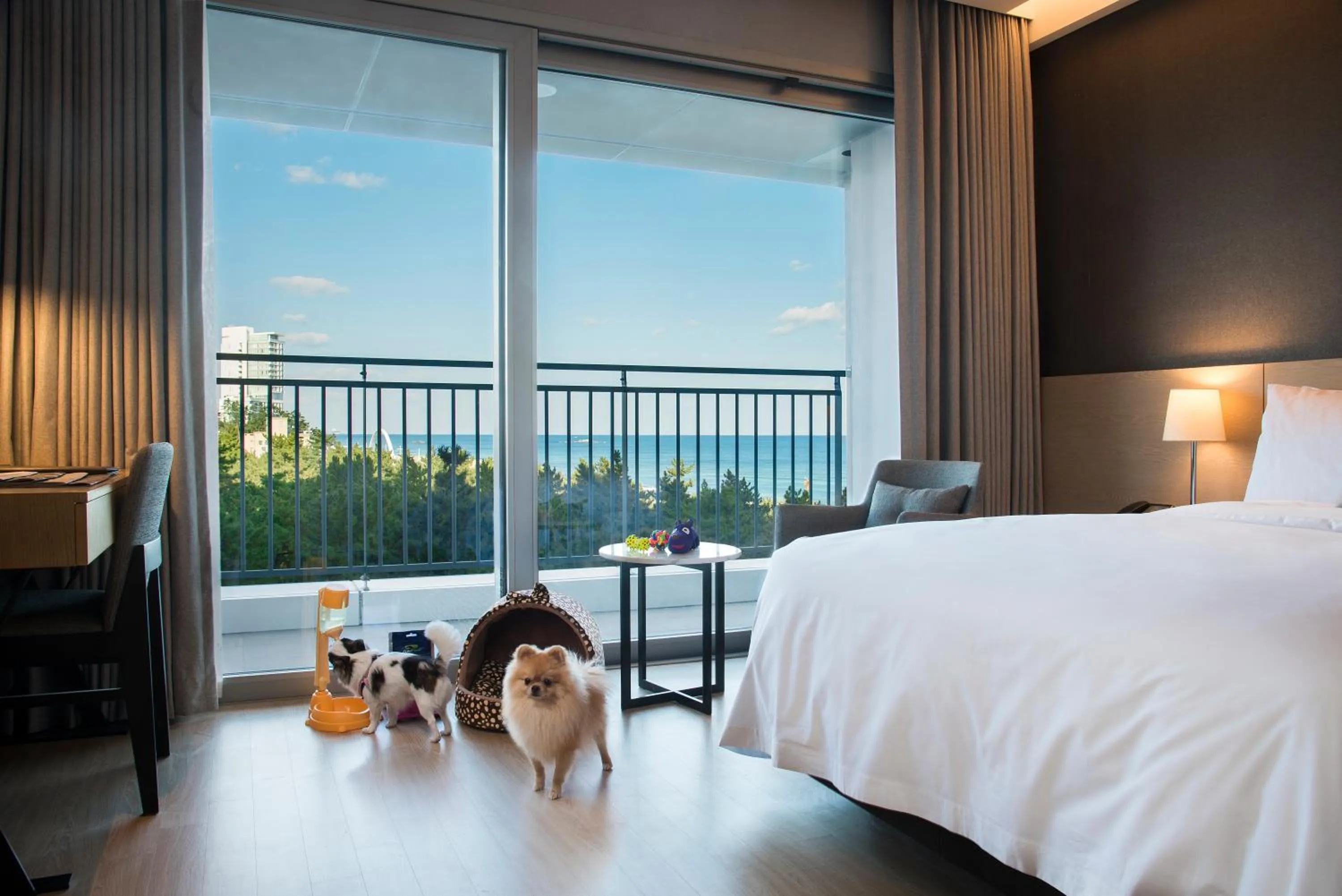 Animals, Bed in St. John's Hotel