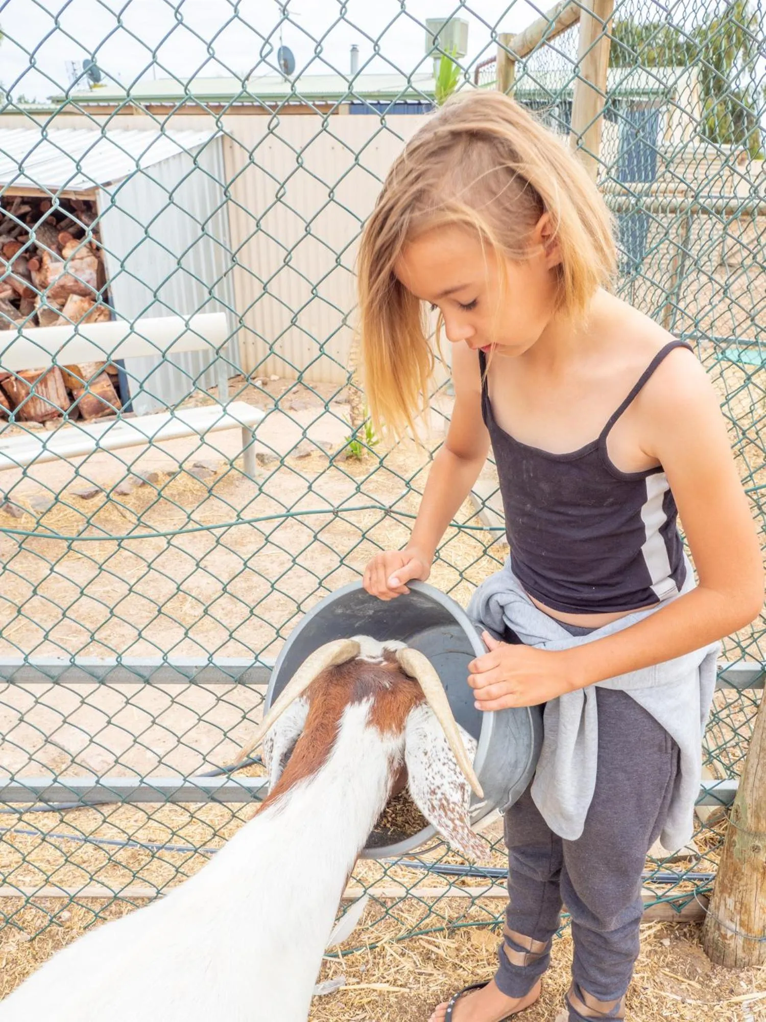 Animals in Wallaroo Holiday Park