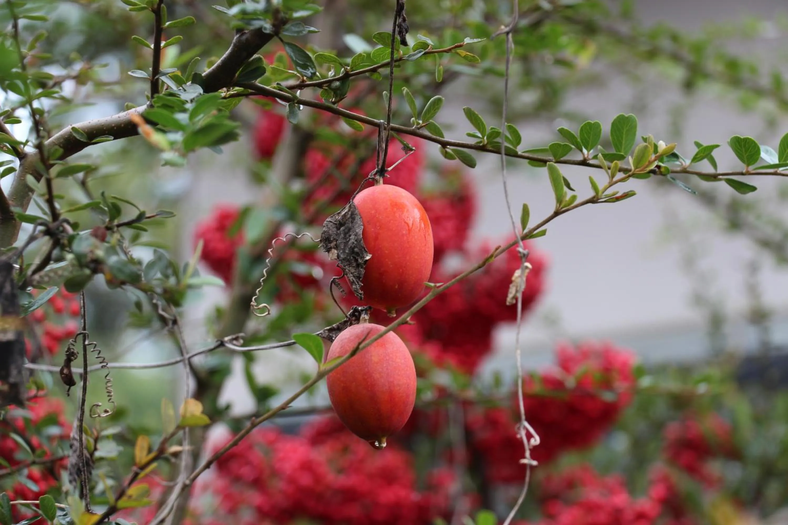 Kougetsu Sanso -- Moon Villa in Tokyo