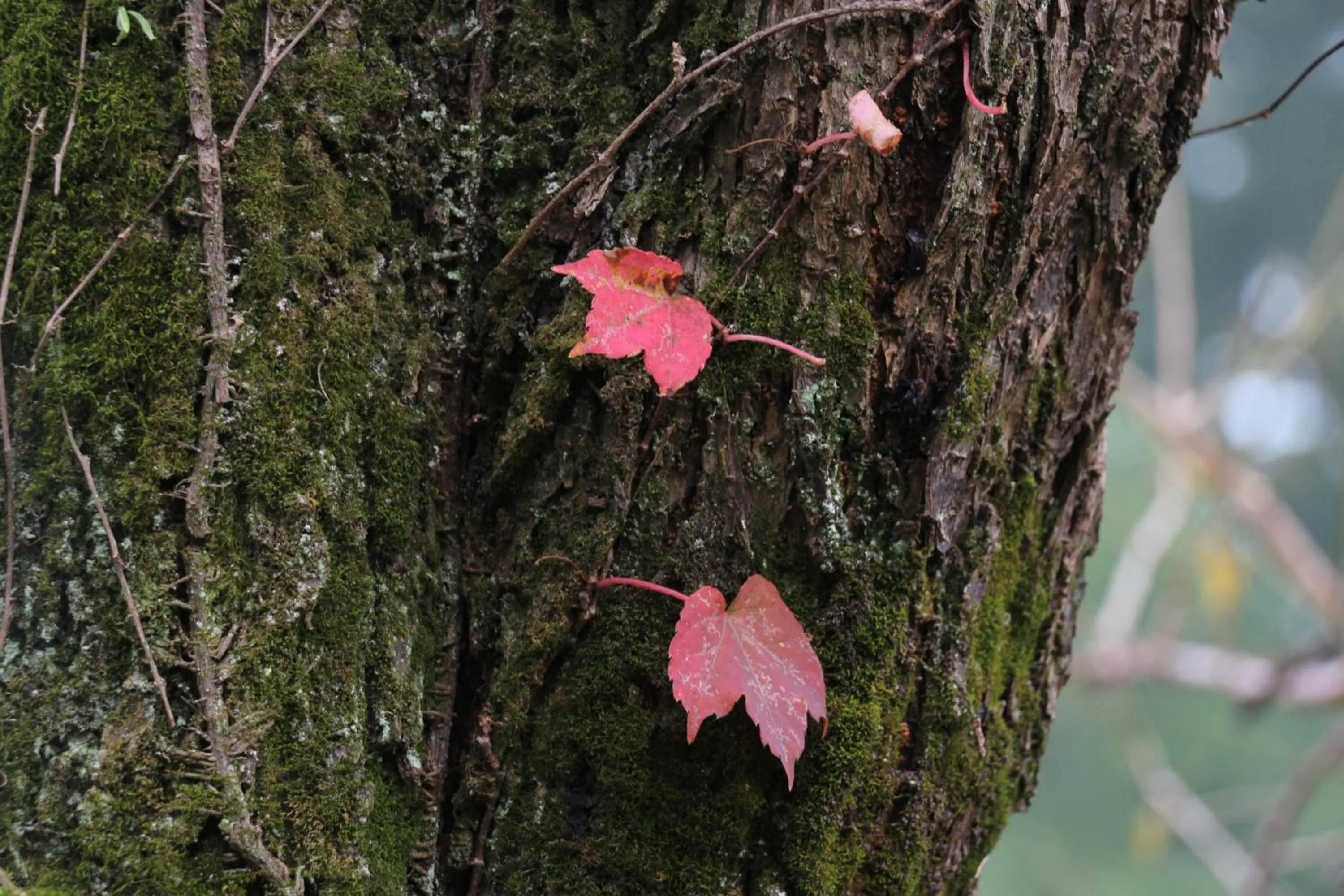 Kougetsu Sanso -- Moon Villa in Tokyo